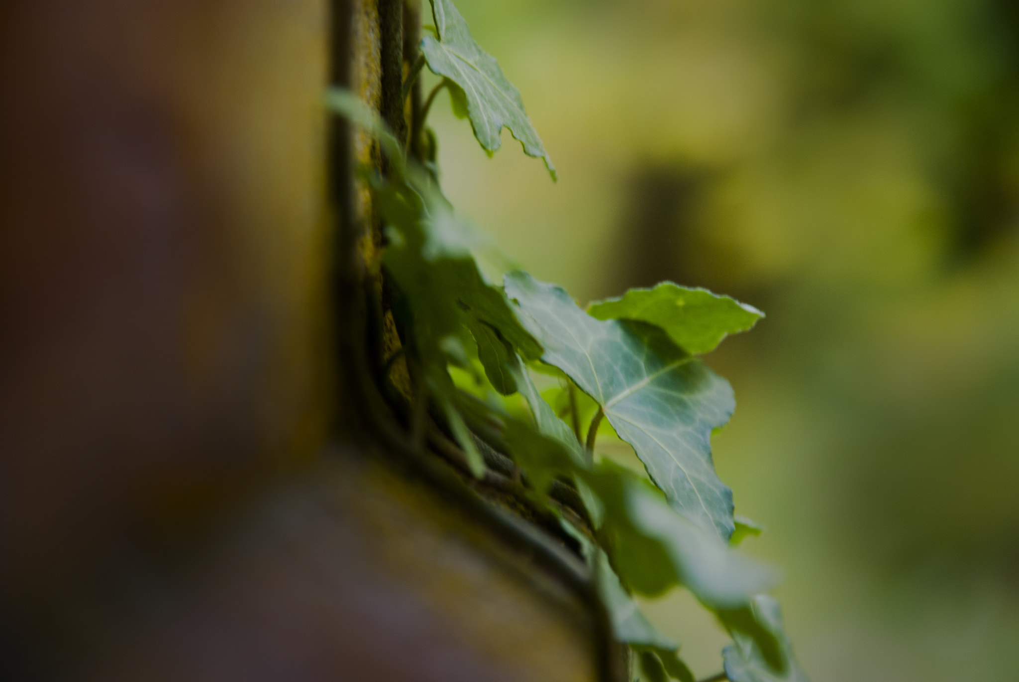 Pentax K200D + Sigma sample photo. Growthongrave photography