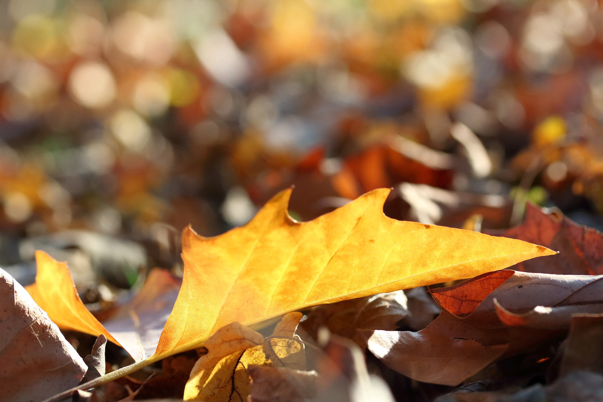 Canon EF-S 60mm F2.8 Macro USM sample photo. Змейови криле / dragon wings photography
