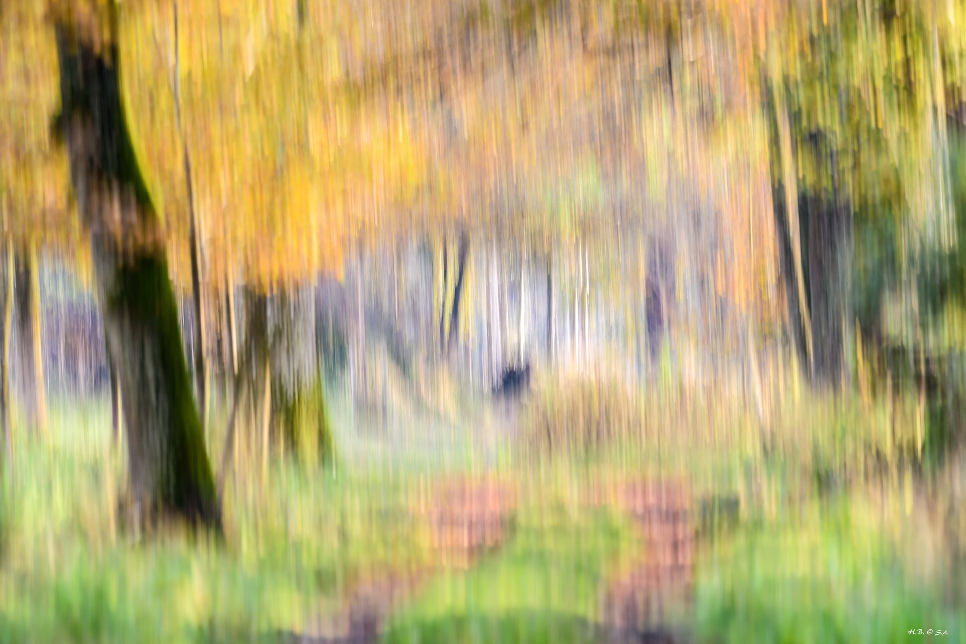 Nikon AF-S Nikkor 200-500mm F5.6E ED VR sample photo. In the forest photography