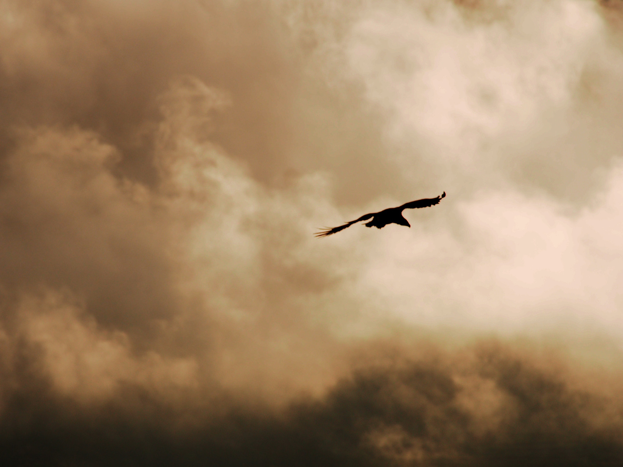 Olympus OM-D E-M5 sample photo. Fly.. photography