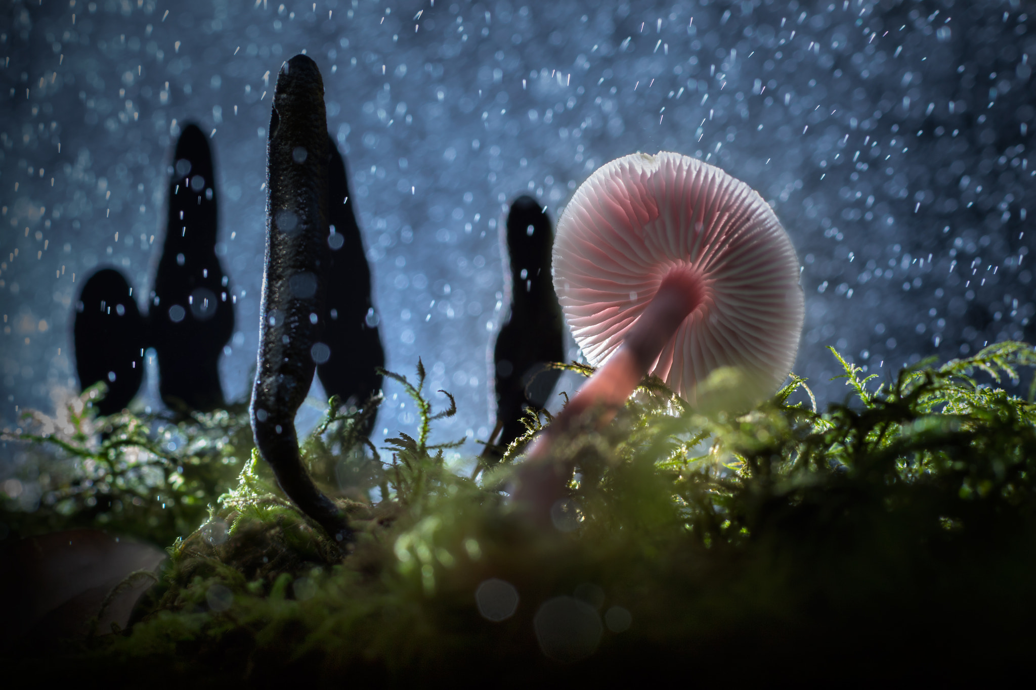 Canon EF 85mm F1.2L II USM sample photo. Mushroom tragedy photography