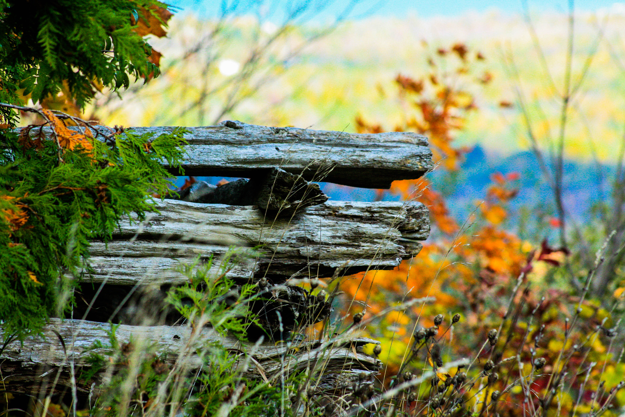 Canon EF 75-300mm f/4-5.6 USM sample photo. Fence photography