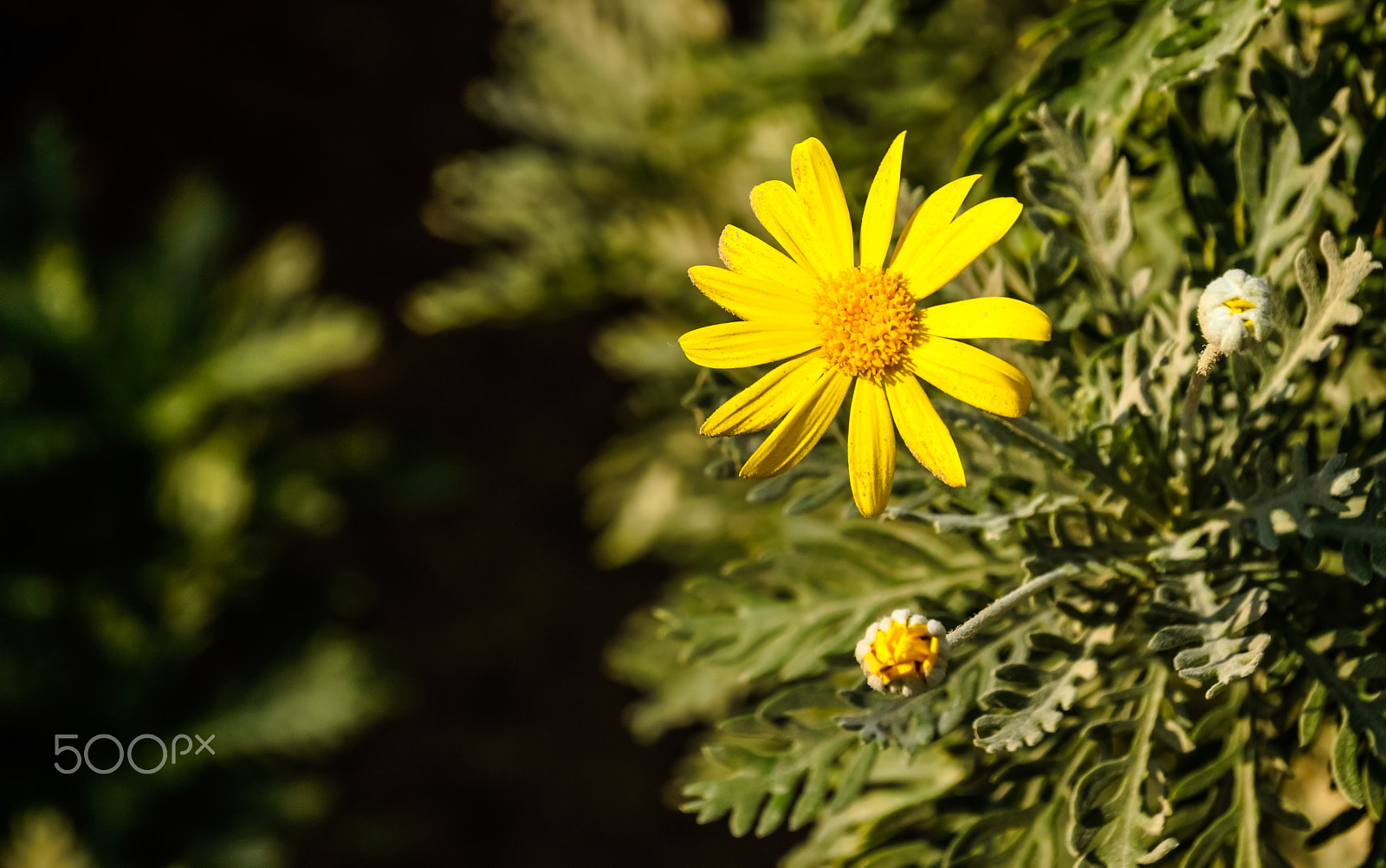 Sony SLT-A65 (SLT-A65V) + Sony DT 18-135mm F3.5-5.6 SAM sample photo. In spane photography