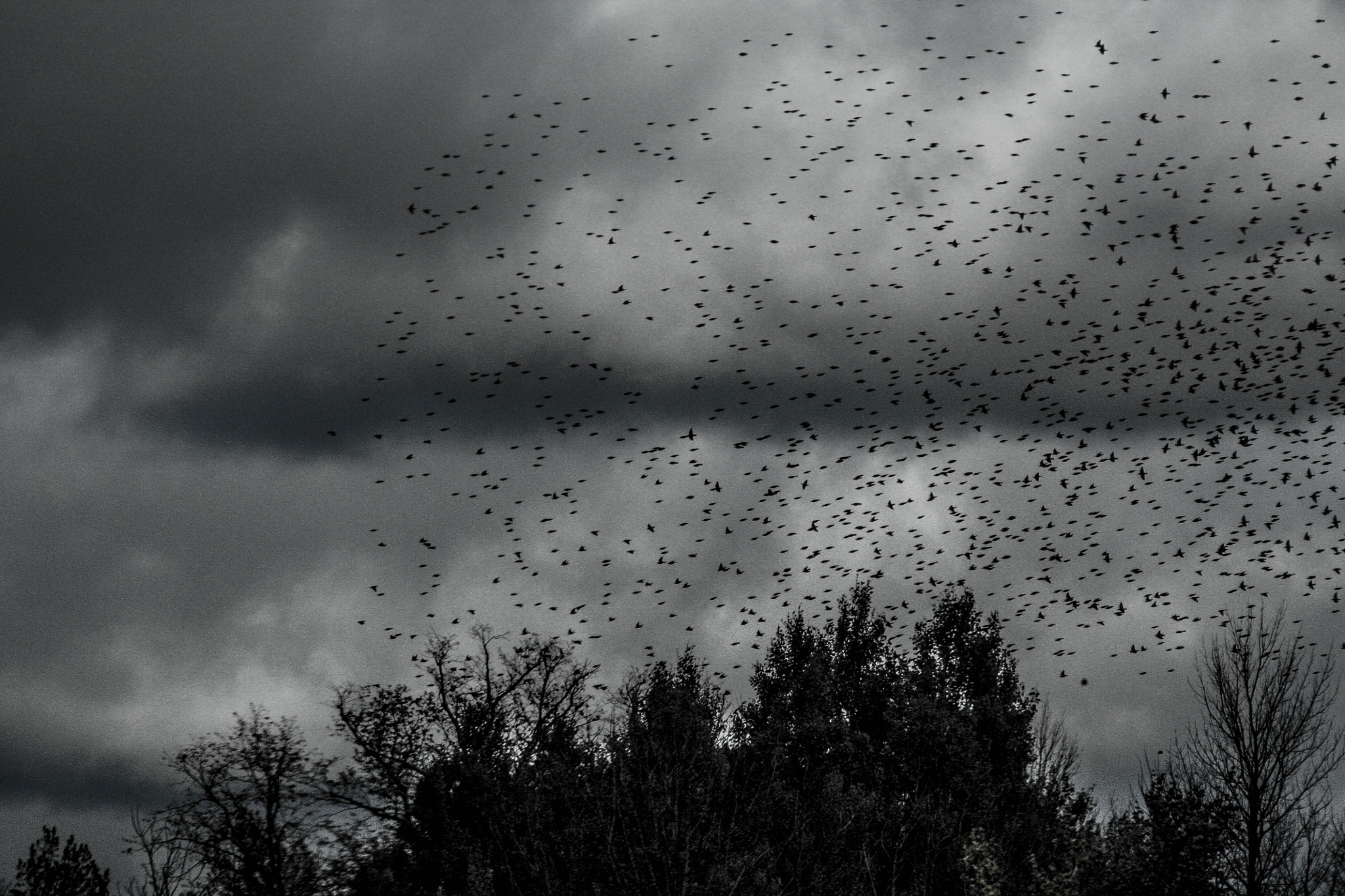 Canon EF 75-300mm f/4-5.6 USM sample photo. Birds (of ) photography
