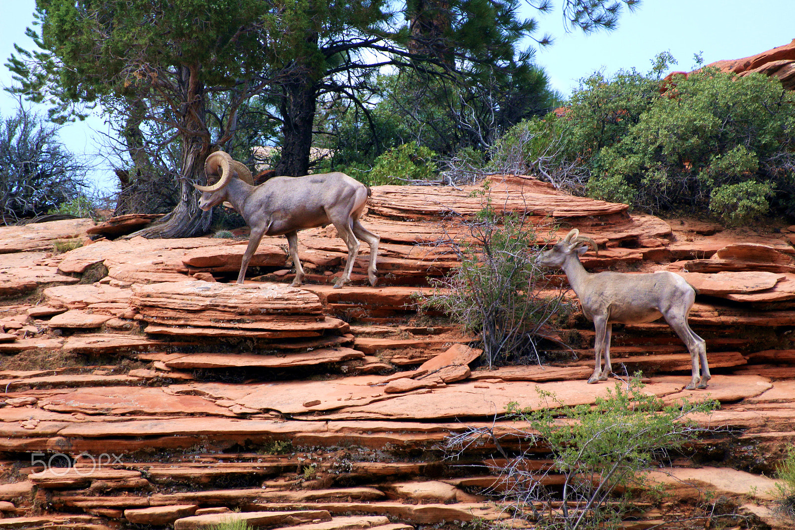 Canon EF 70-200mm F2.8L IS USM sample photo. Ram on a cliff photography