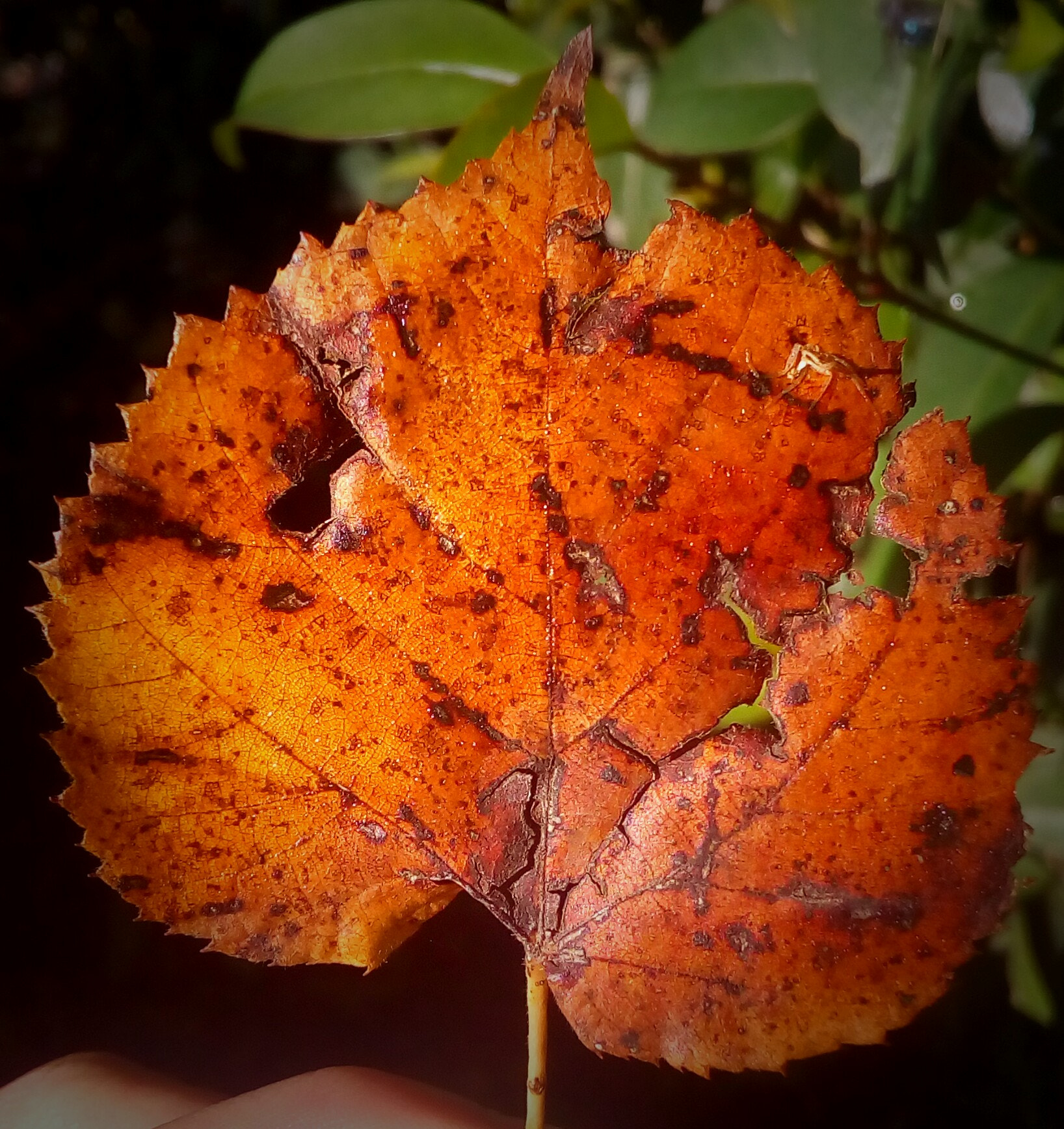 ASUS Zenfone Go (ASUS_Z00VD) sample photo. Autumn leaf  photography