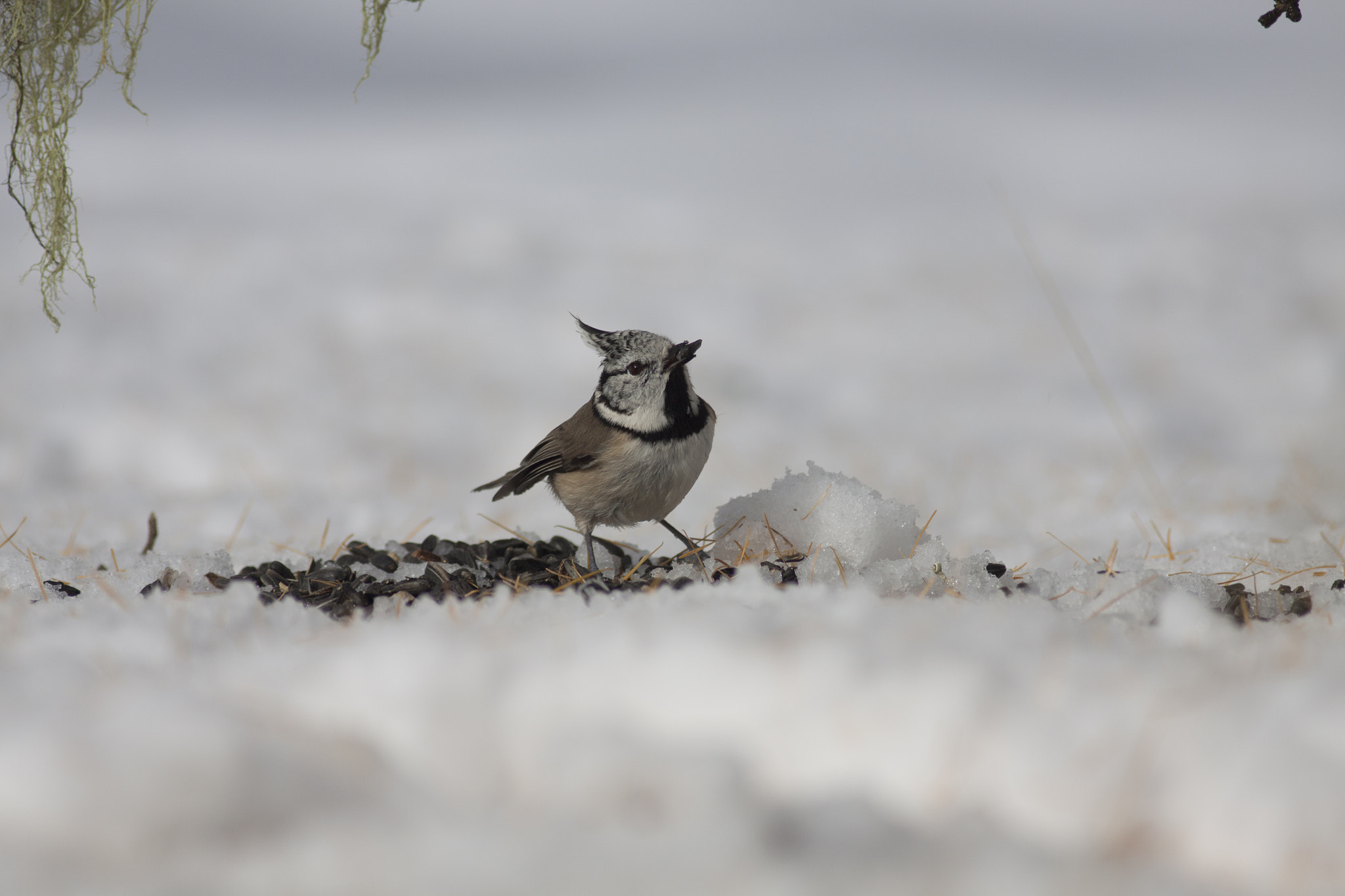 Canon EOS 50D + Canon EF 400mm F5.6L USM sample photo. Little bird in the snow photography