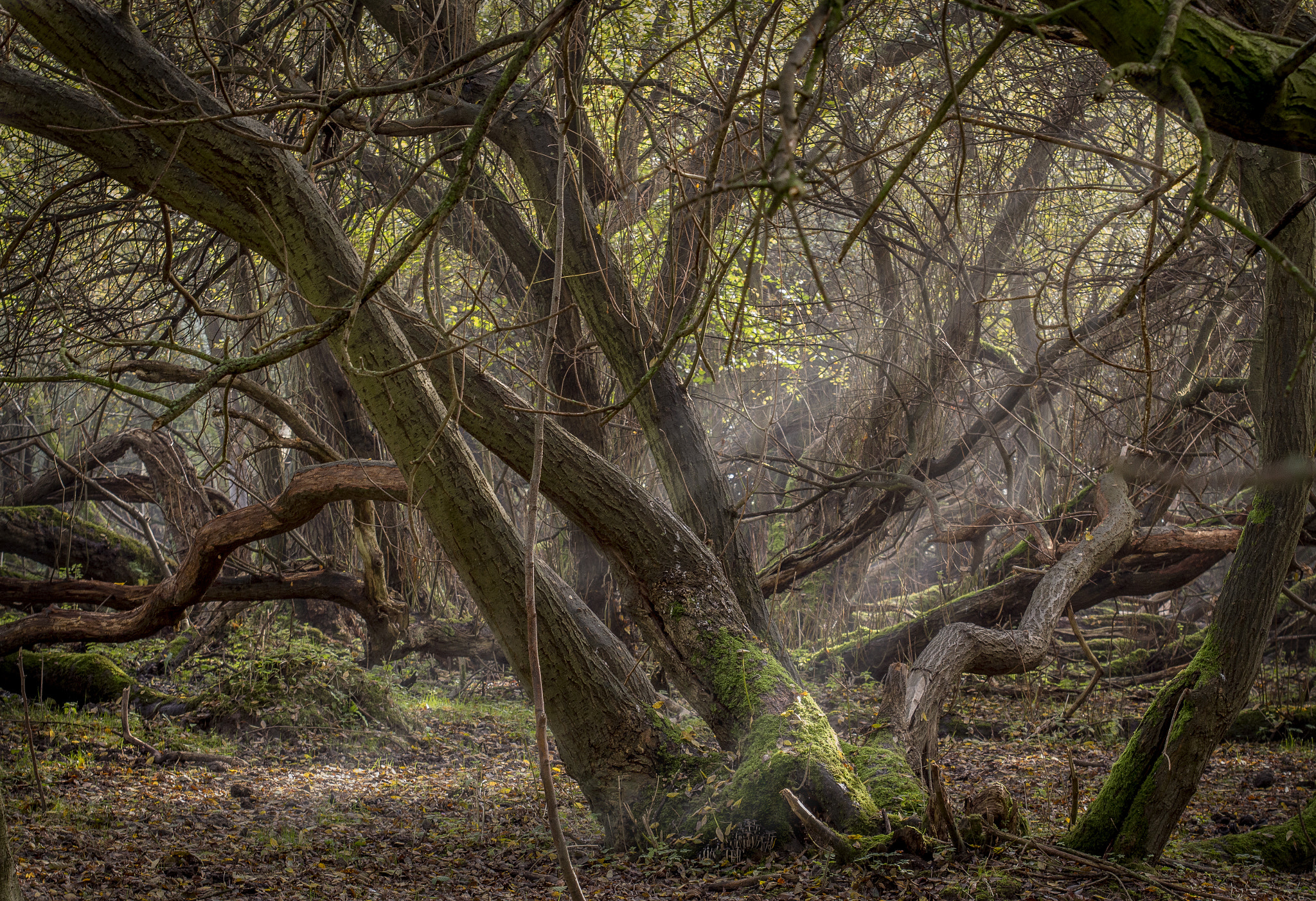 Sigma 70-200mm F2.8 EX DG OS HSM sample photo. Forest photography