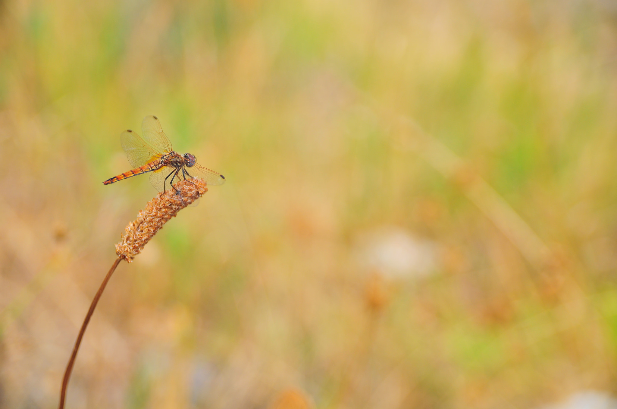 Nikon D300 + Sigma 18-50mm F2.8 EX DC Macro sample photo. Little wing photography