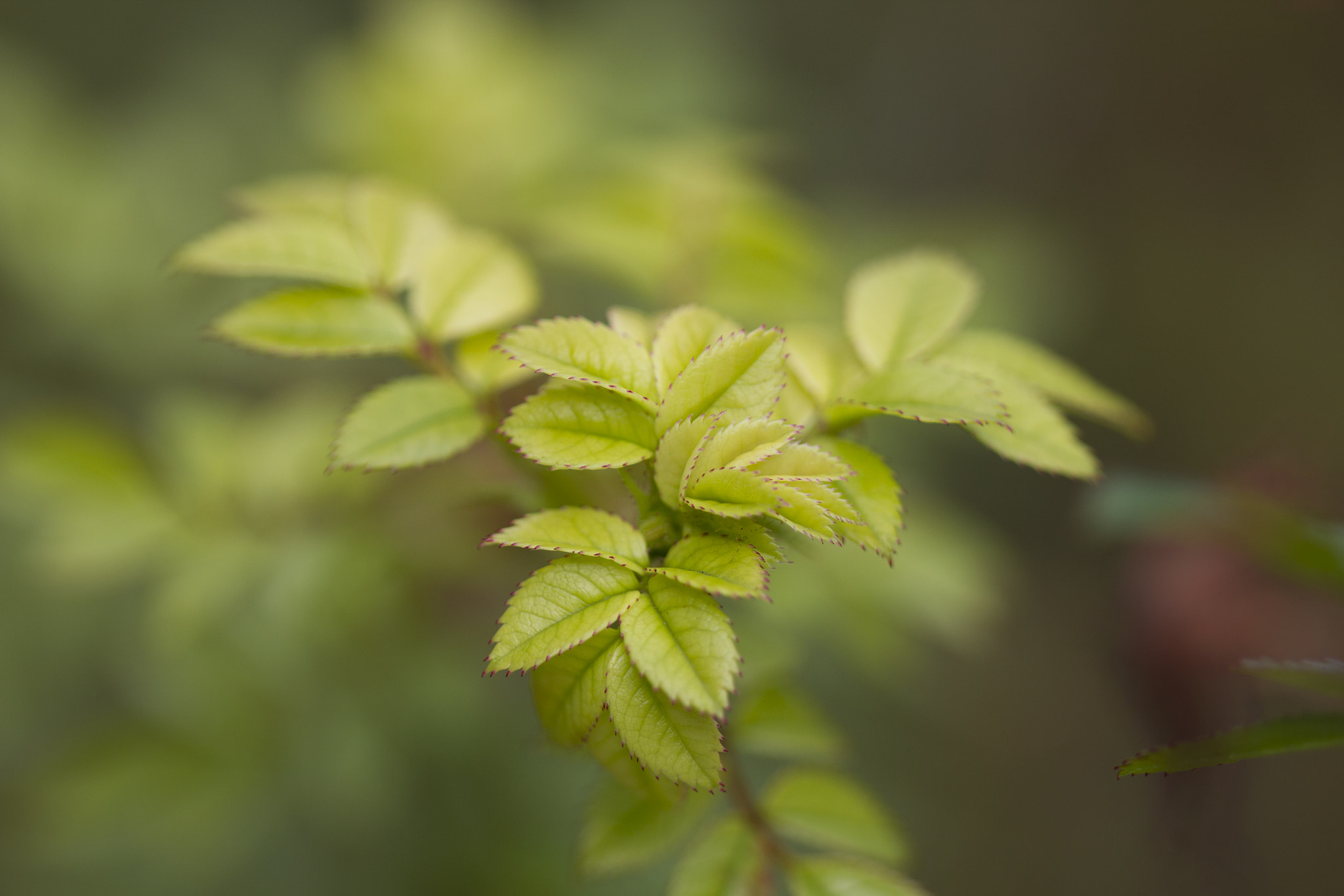 Canon EF 100mm F2.8 Macro USM sample photo. Hojas de rosal photography