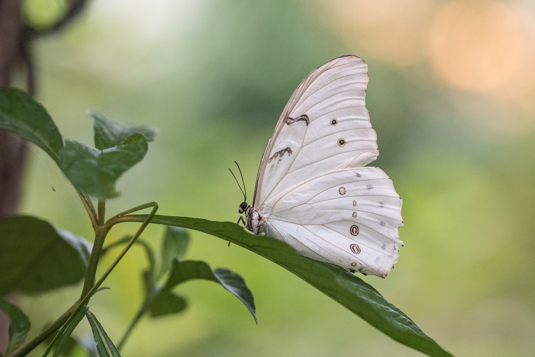 Nikon D750 + Sigma 150mm F2.8 EX DG OS Macro HSM sample photo. Morpho blanc photography