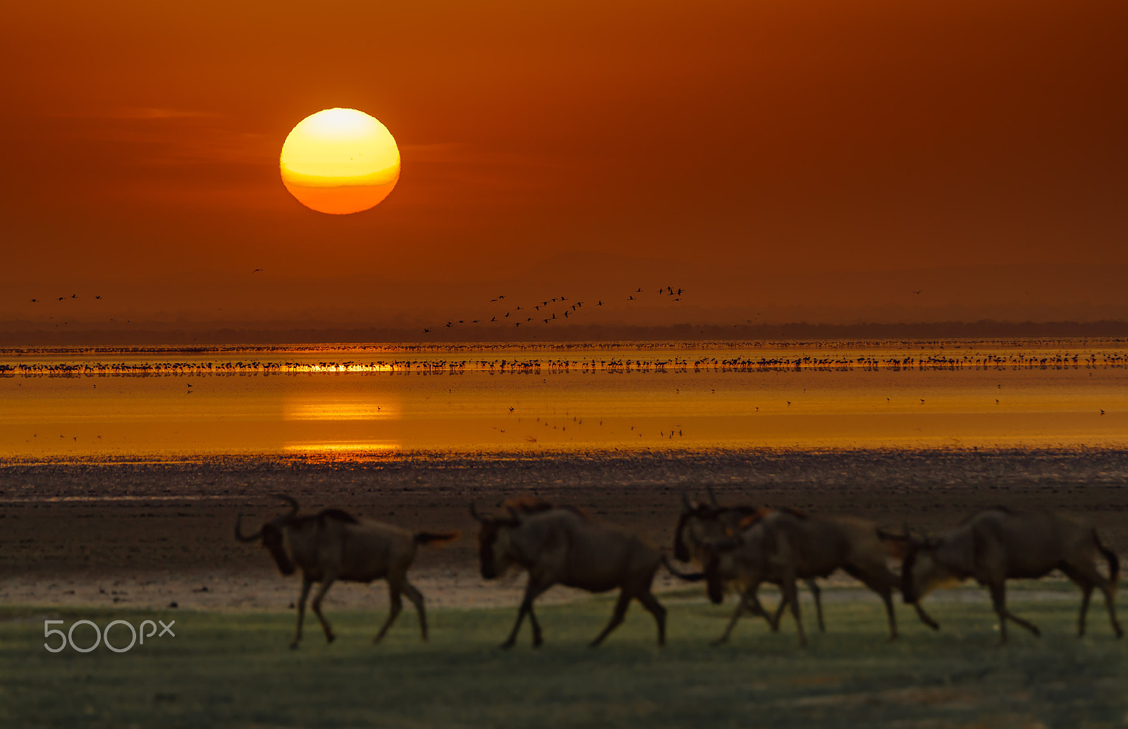 Sony 70-400mm F4-5.6 G SSM II sample photo. Tanzania photography