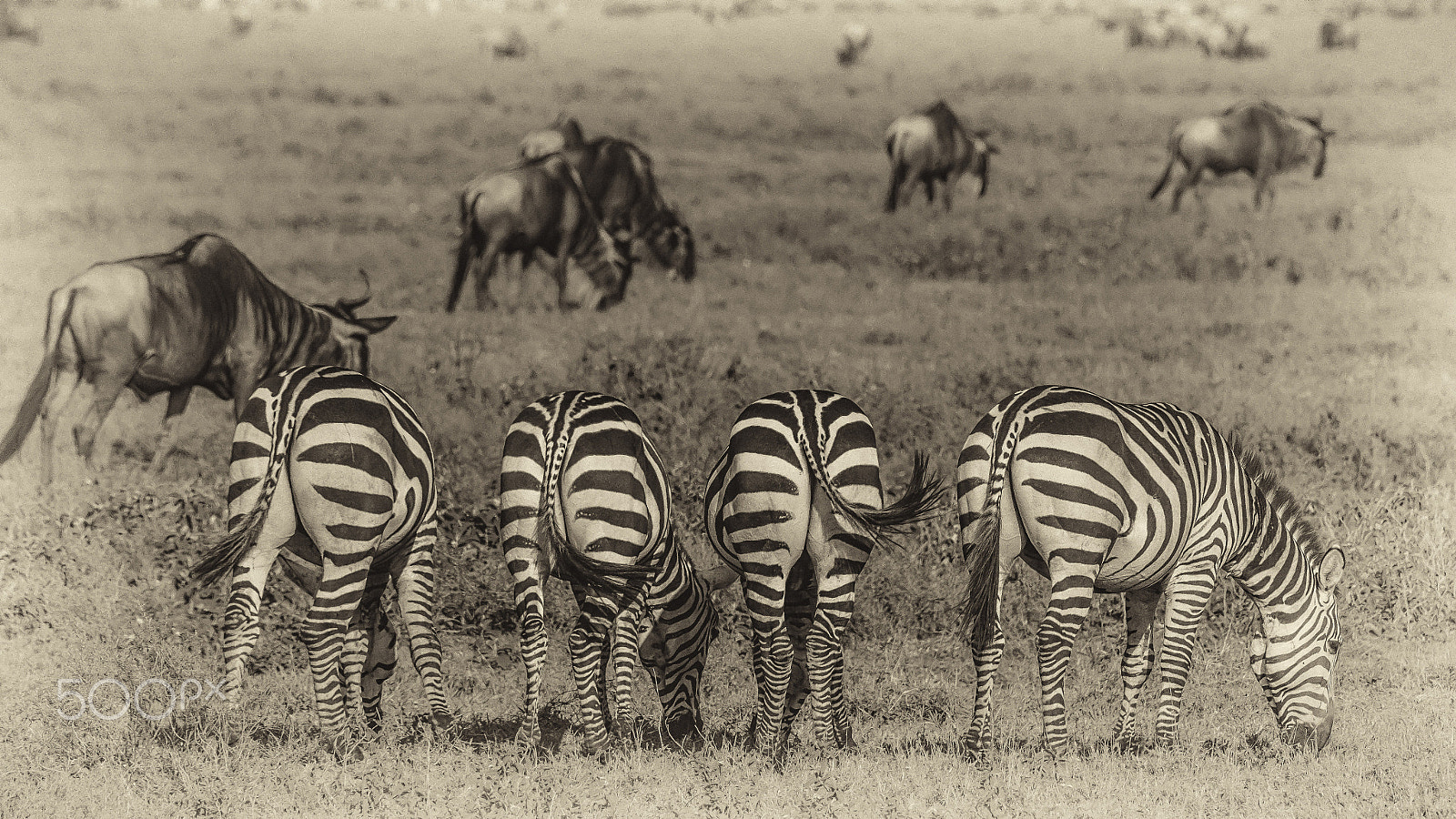 Sony 70-400mm F4-5.6 G SSM II sample photo. Tanzania photography