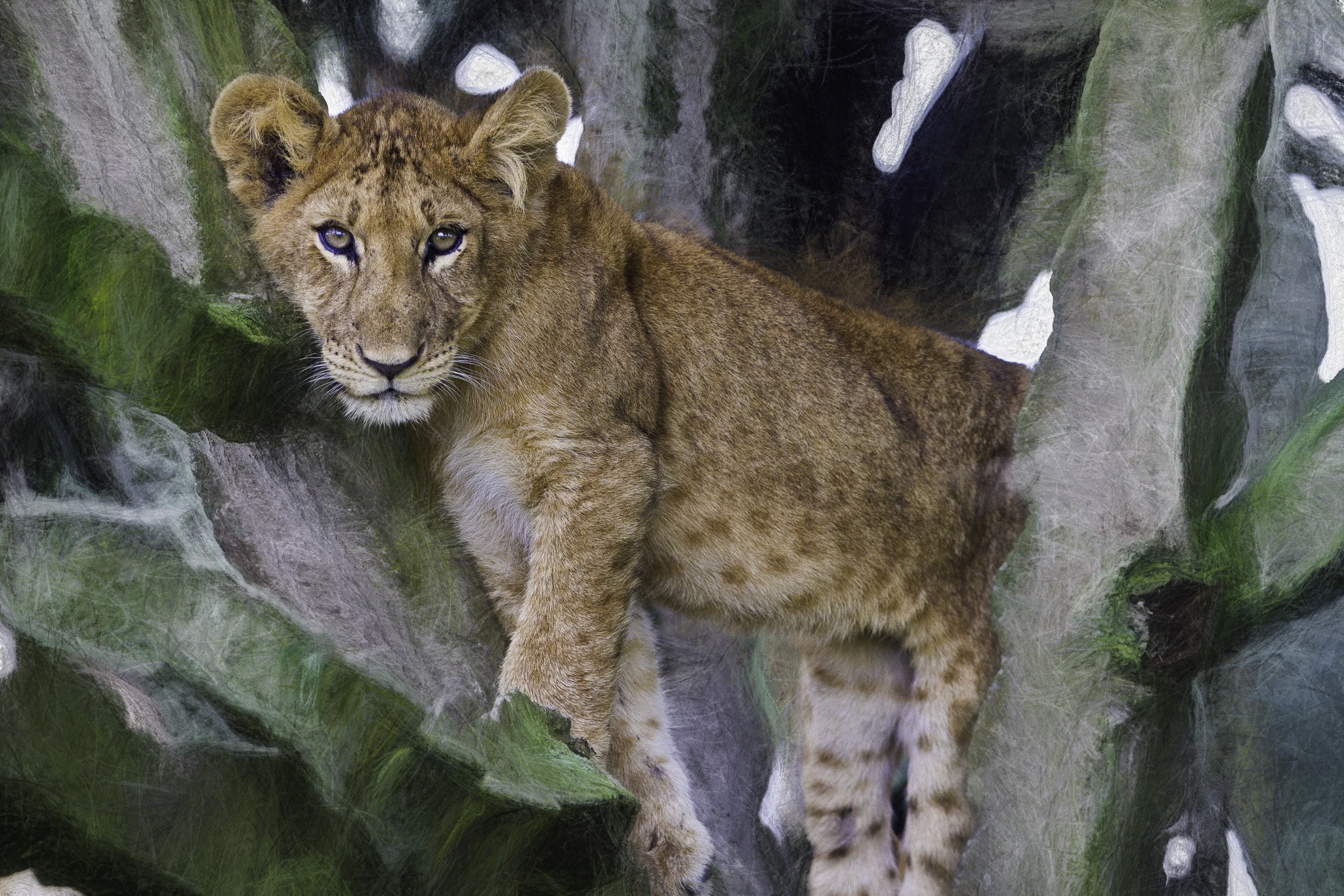 Canon EOS 7D + Canon EF 300mm F2.8L IS USM sample photo. Lion cub (uganda) photography