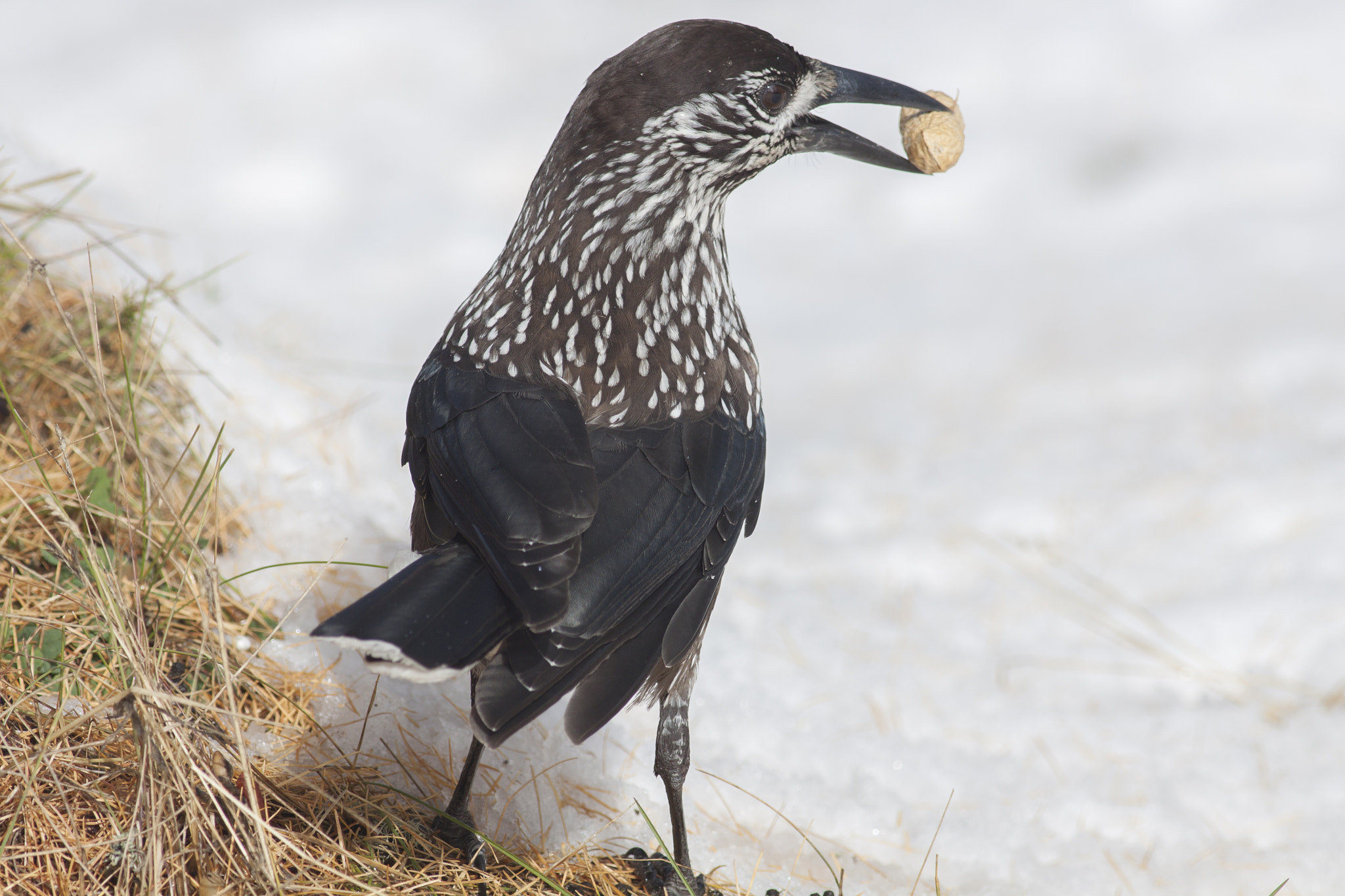 Canon EOS 50D + Canon EF 400mm F5.6L USM sample photo. Bird in the snow photography