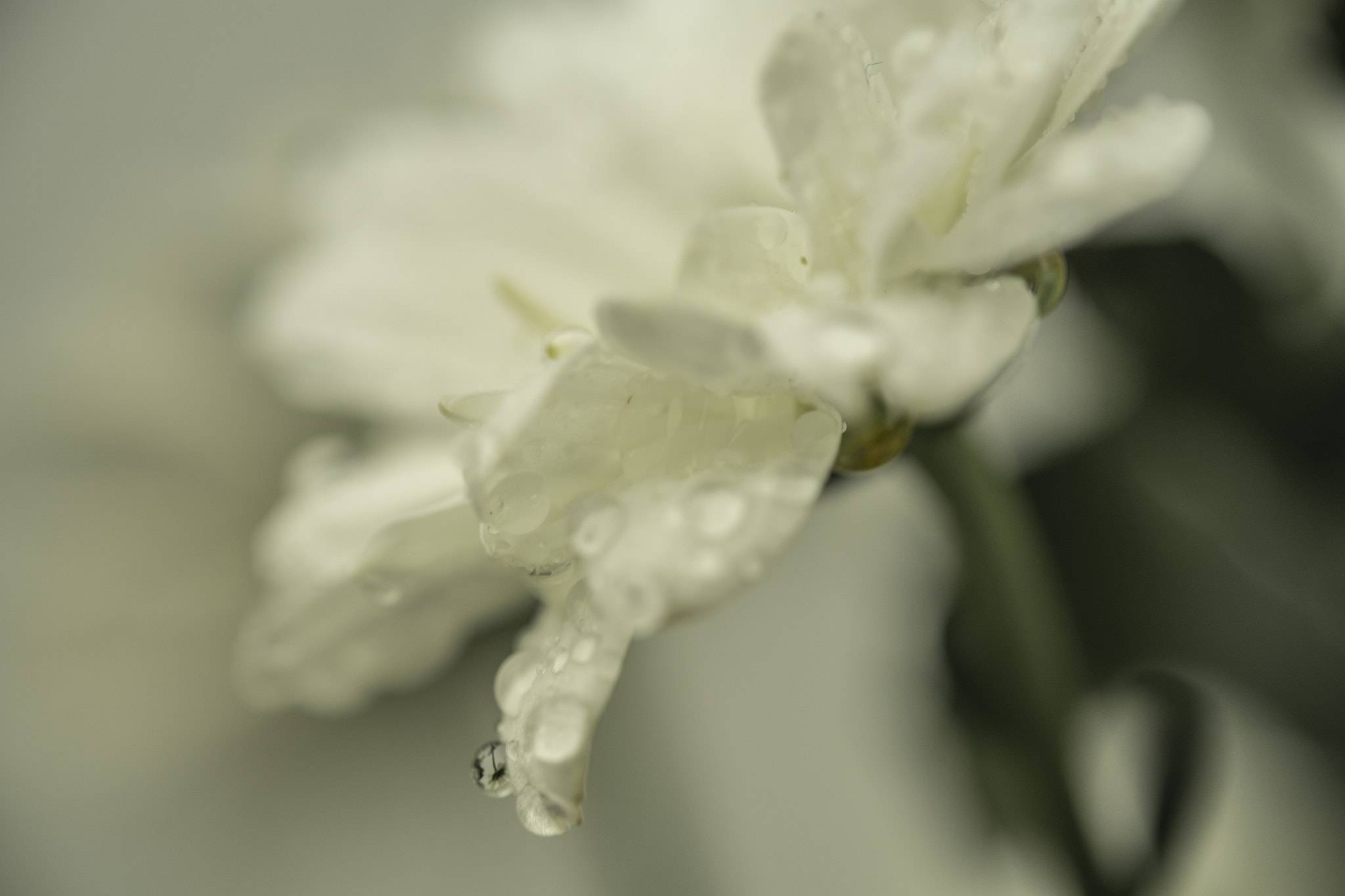 Fujifilm X-Pro2 + Fujifilm XF 60mm F2.4 R Macro sample photo