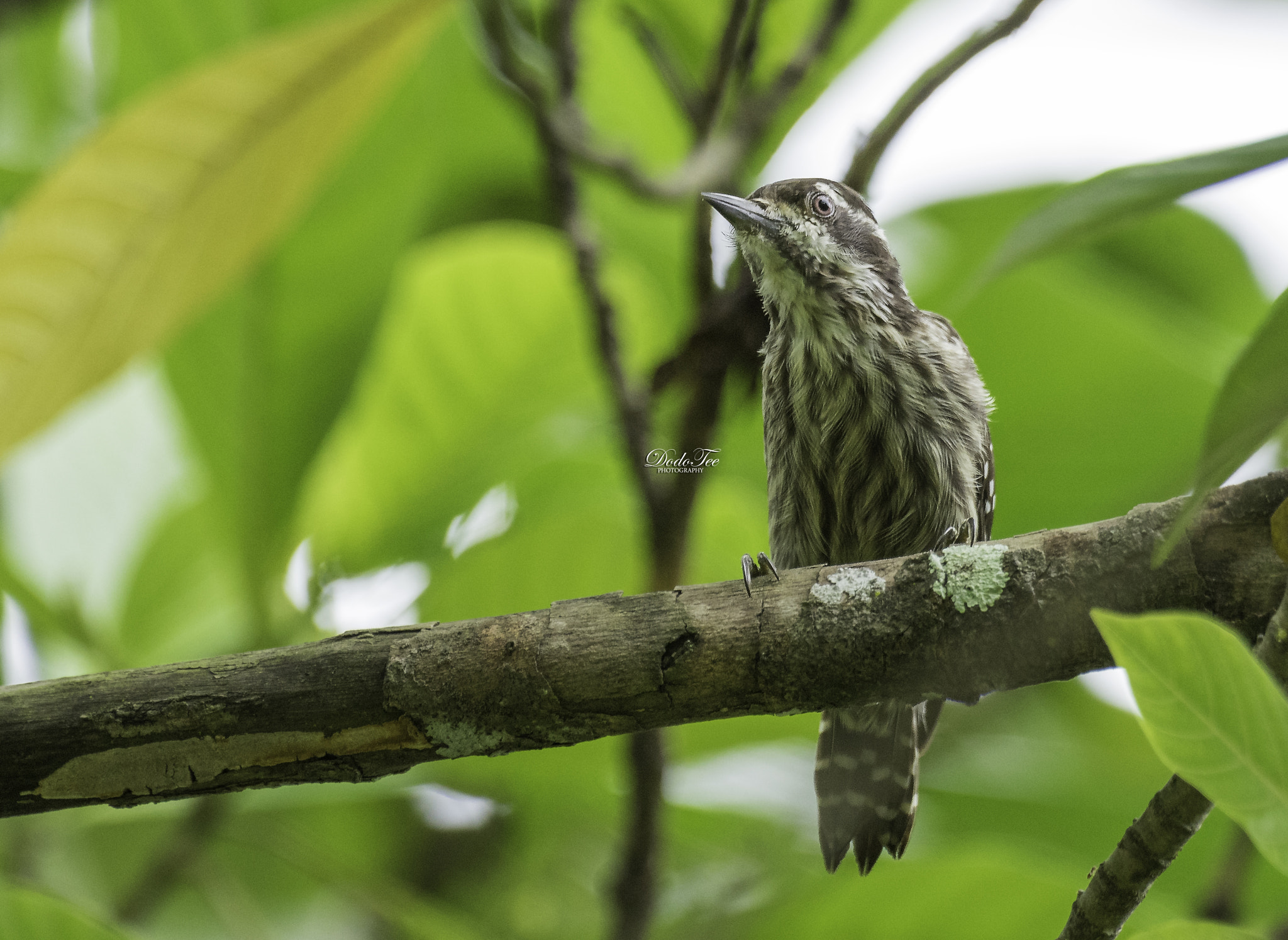 Sony 70-400mm F4-5.6 G SSM II sample photo