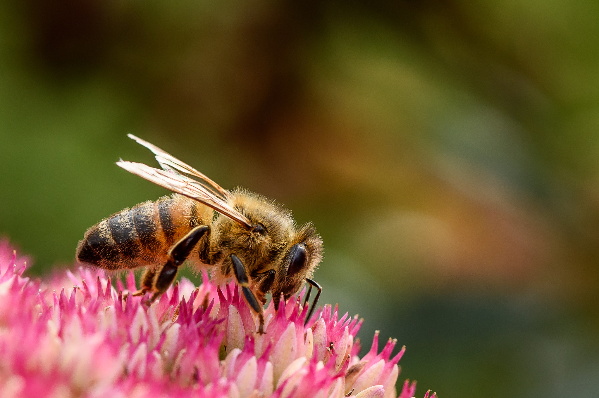 Nikon D4S sample photo. In the garden photography