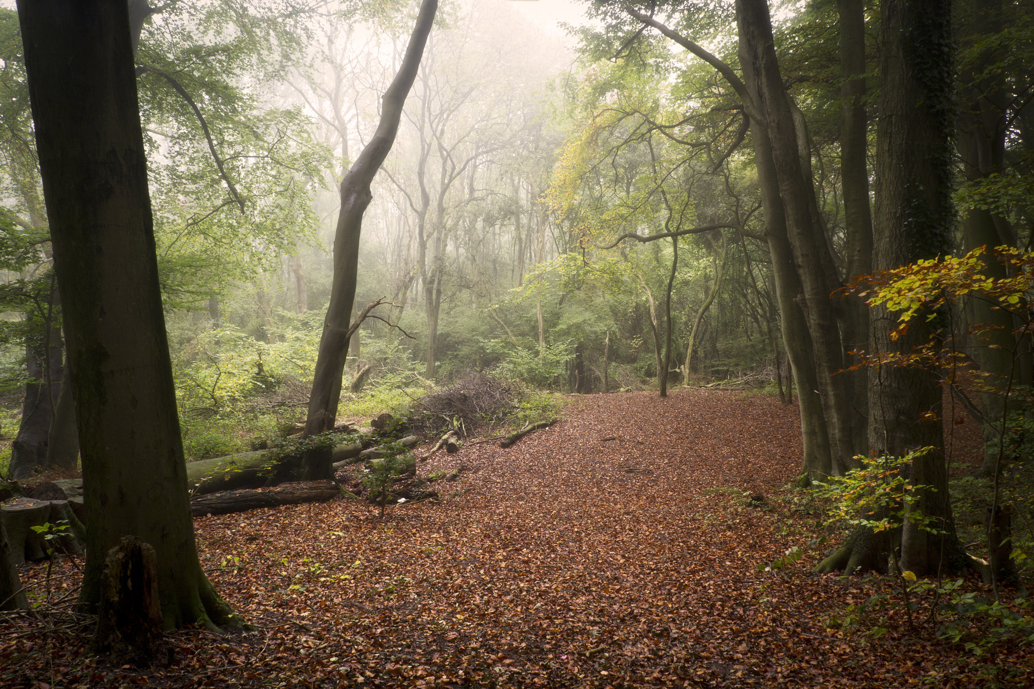 Canon EOS 60D sample photo. Autumn woods photography
