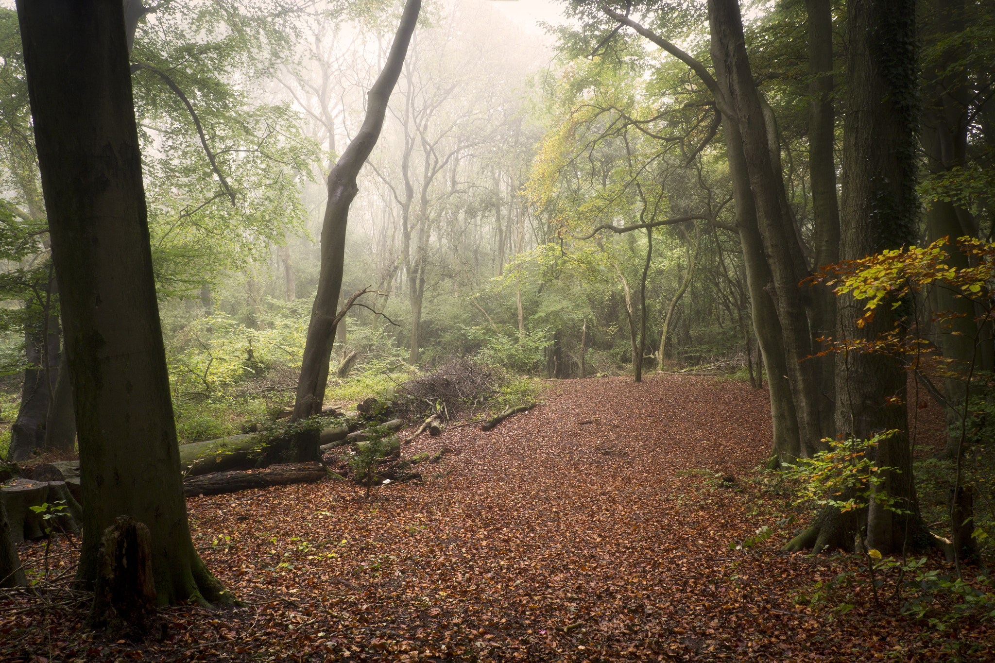 Canon EOS 60D + Sigma 18-125mm f/3.5-5.6 DC IF ASP sample photo. Autumn woods photography