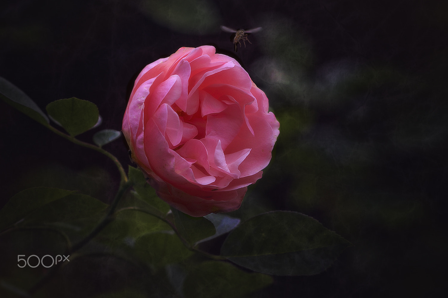 Sigma APO Macro 150mm f/2.8 EX DG HSM sample photo. Jailbreak photography