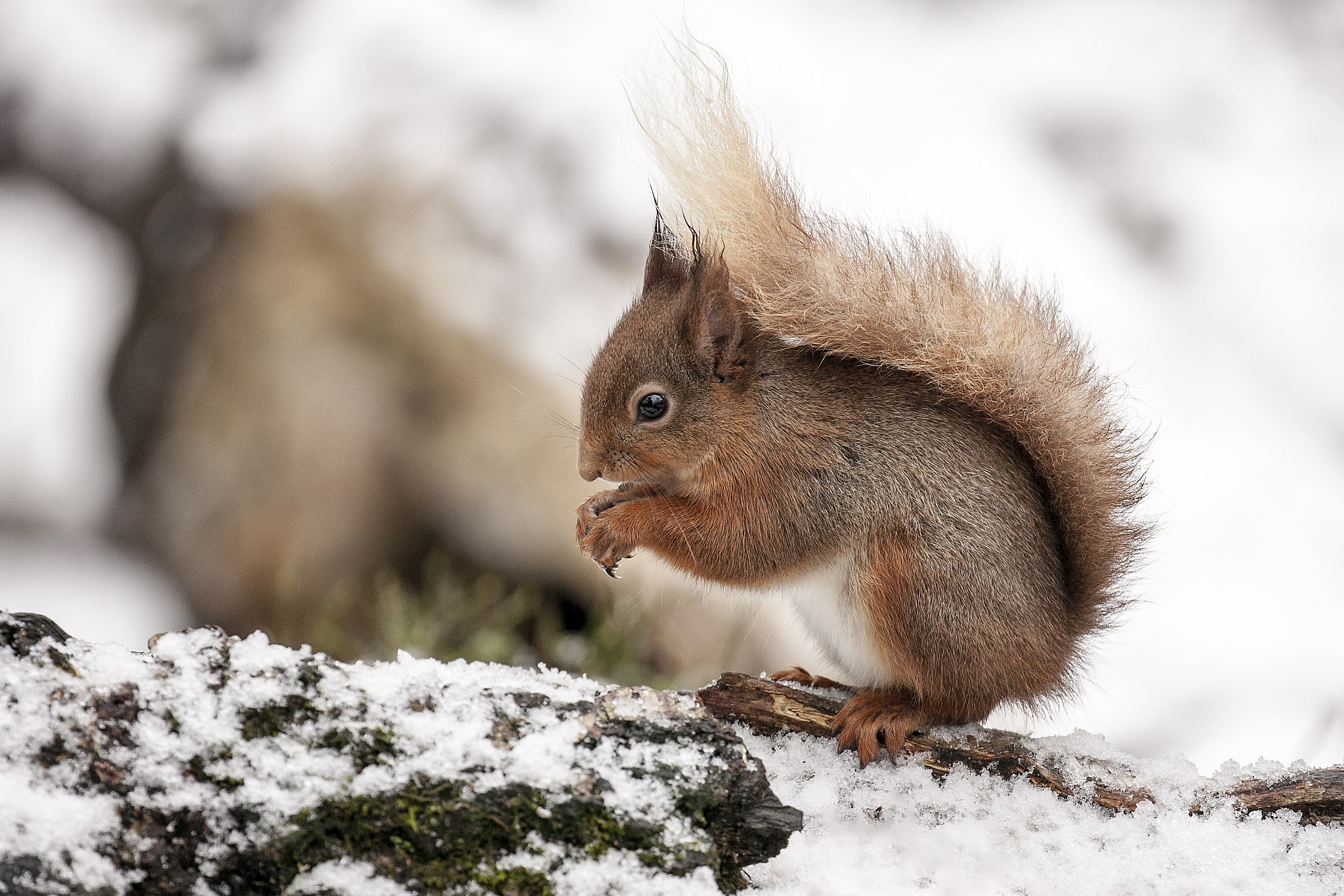 Canon EOS-1Ds Mark III sample photo. Red squirrel photography