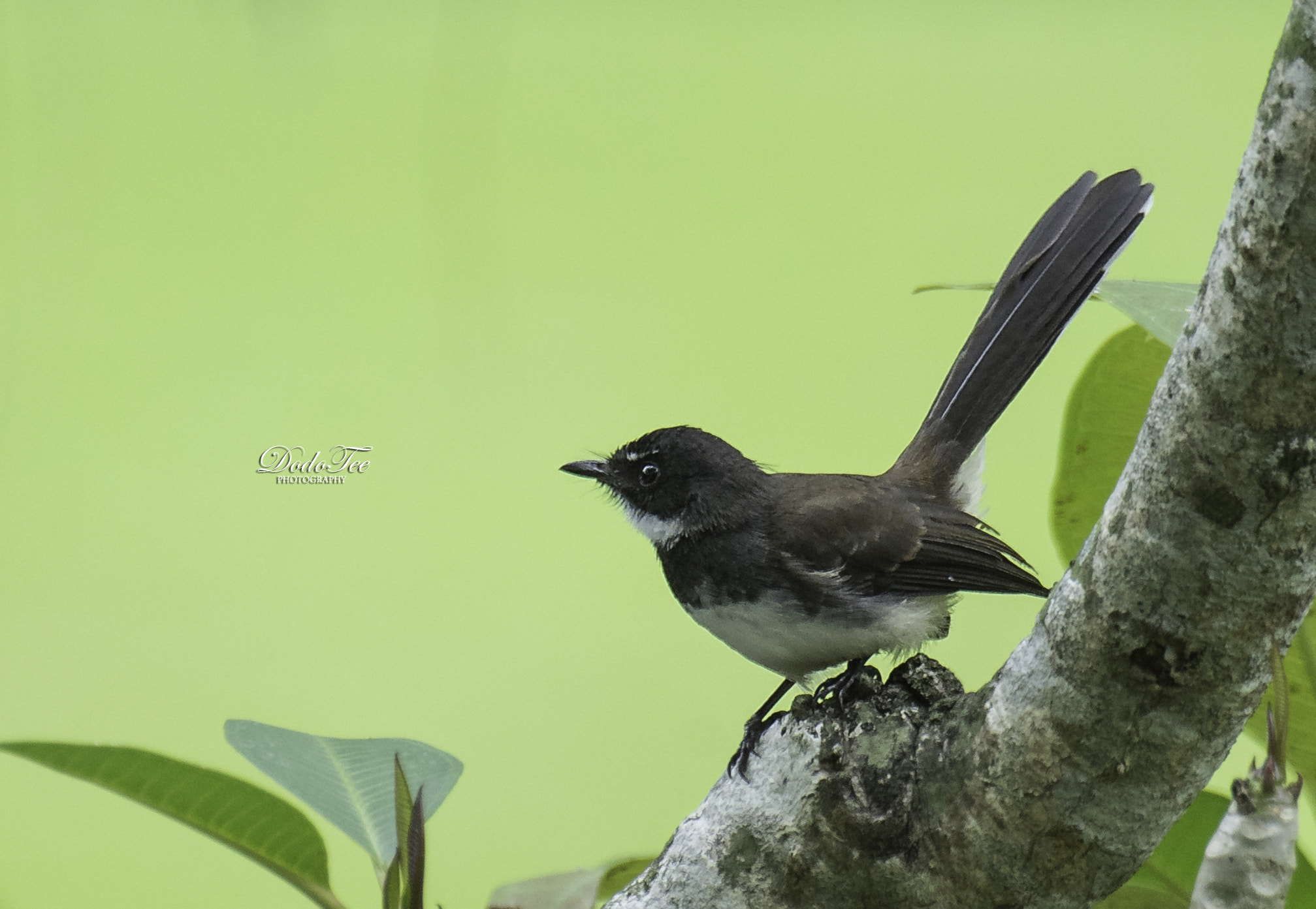 Sony 70-400mm F4-5.6 G SSM II sample photo