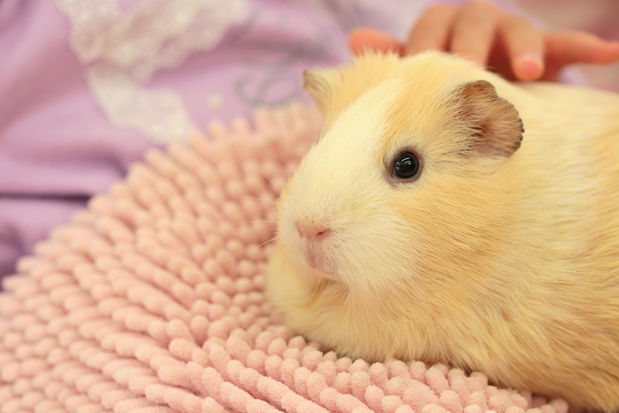 Canon EOS 650D (EOS Rebel T4i / EOS Kiss X6i) sample photo. Cute eyes photography