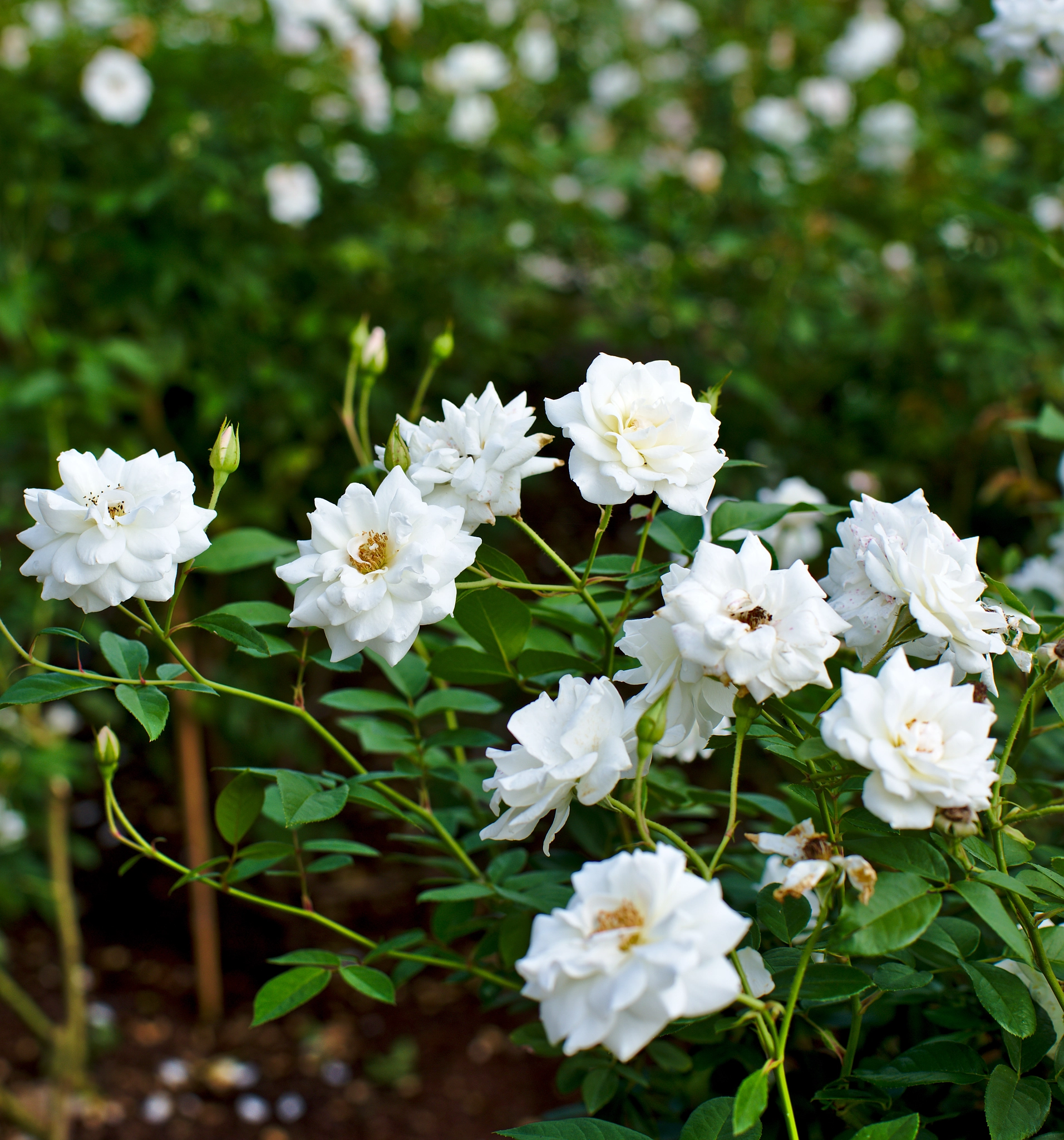 Nikon D810 + Manual Lens No CPU sample photo. "penelope" - a white hybrid tea rose photography