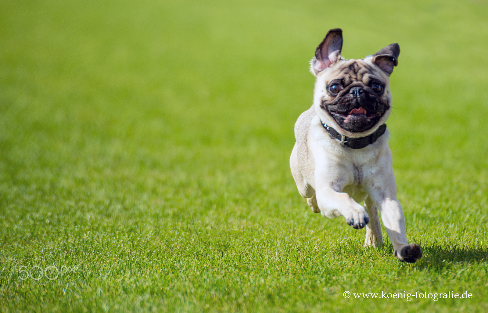 Nikon D600 + Sigma 135-400mm F4.5-5.6 APO Aspherical sample photo. Dog photography