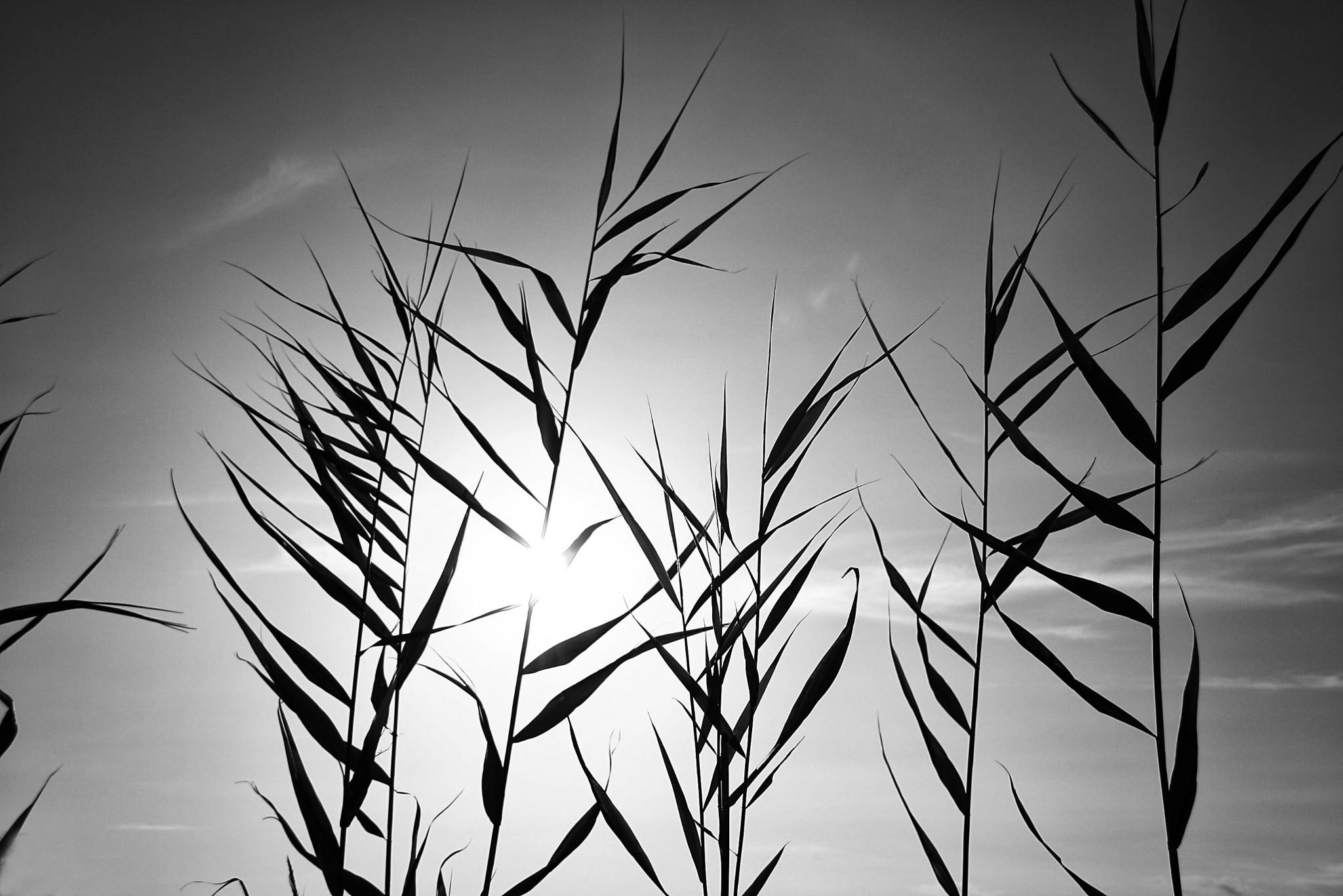 Sigma 18-200mm f/3.5-6.3 DC OS sample photo. Simple nature photography