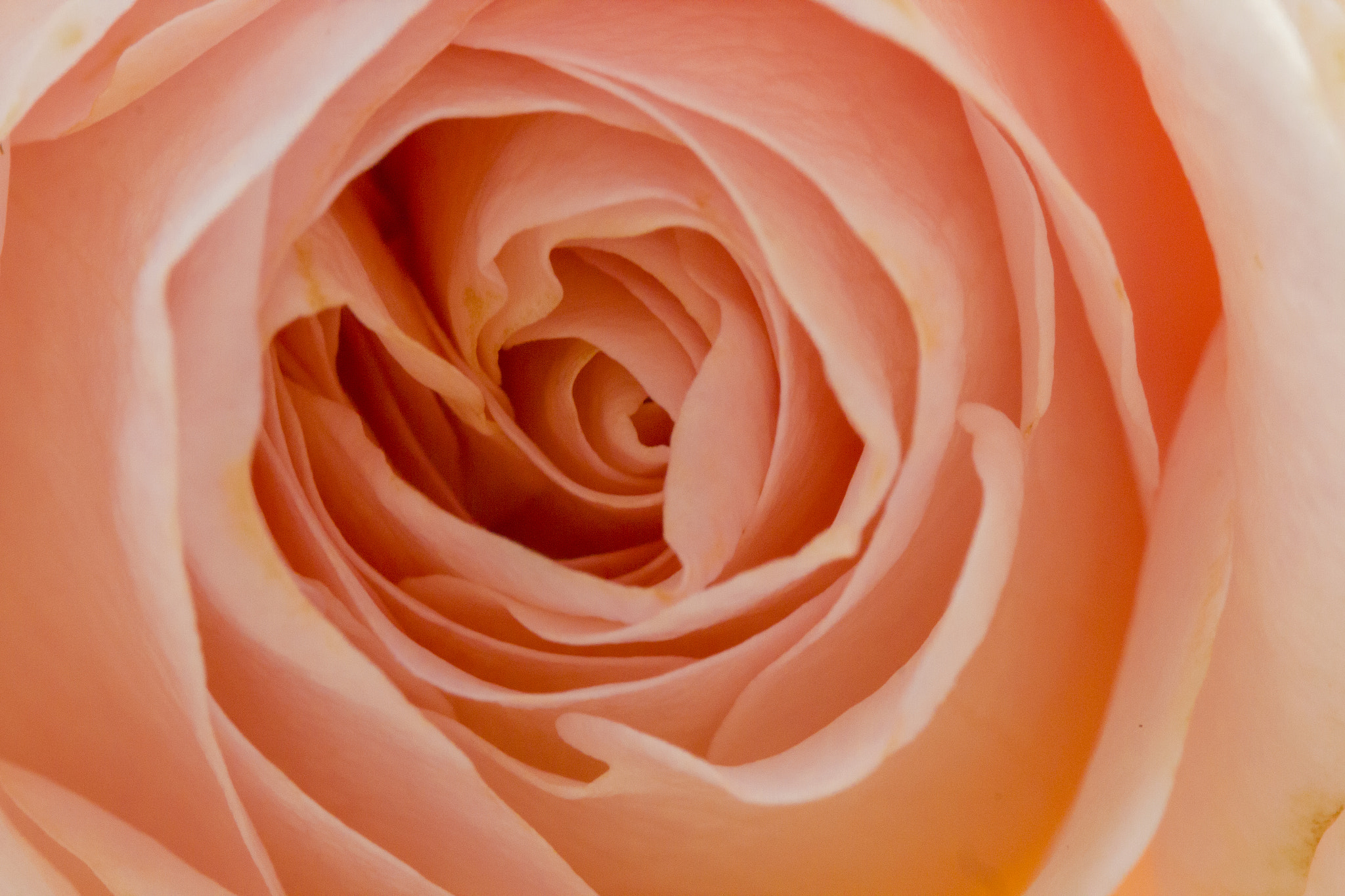 Canon EF 100mm F2.8 Macro USM sample photo. Rosa de otoño photography