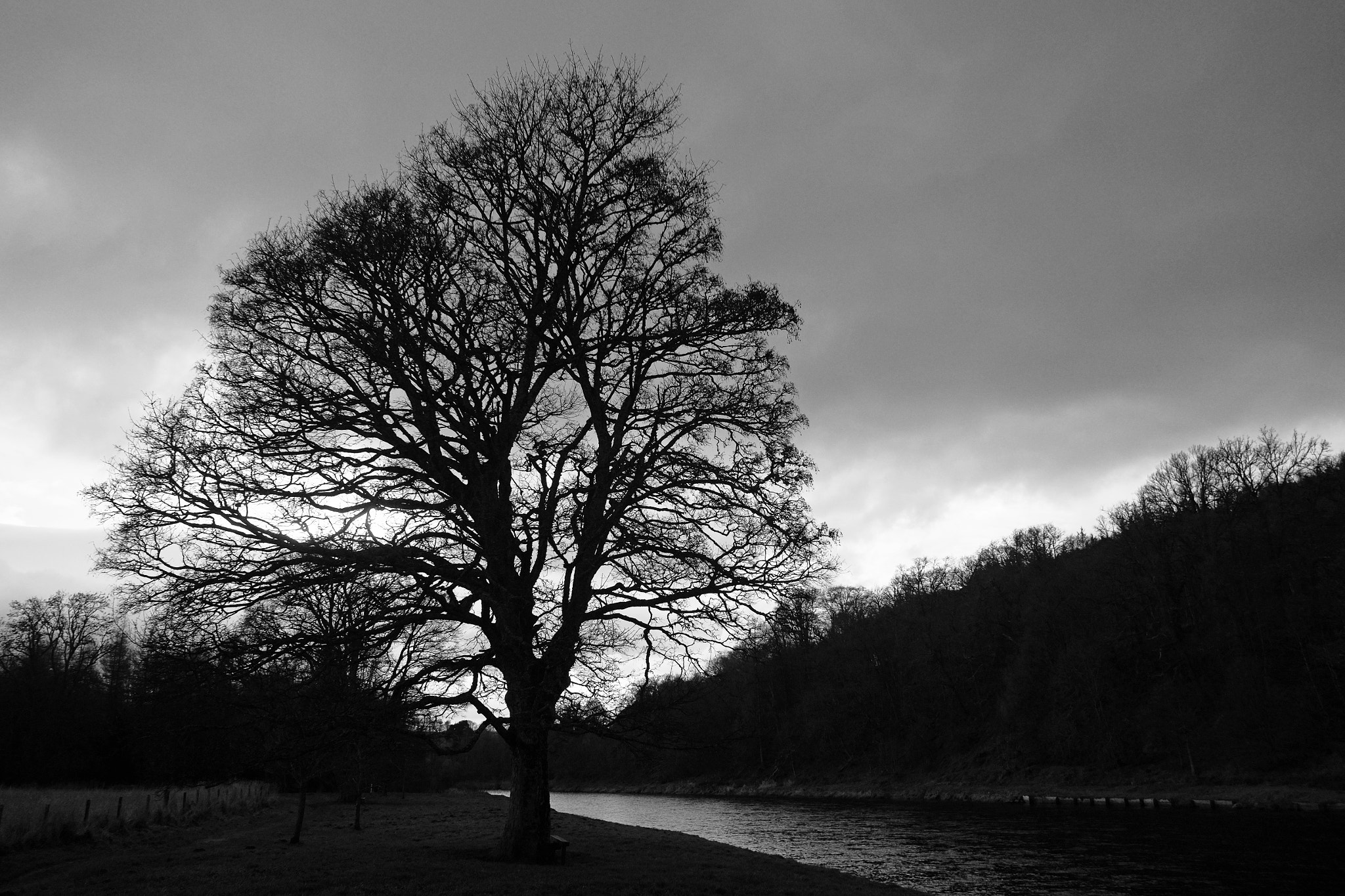 Fujifilm X-E2 + Fujifilm XF 18mm F2 R sample photo. Tree on river spey, speyside, scotland photography