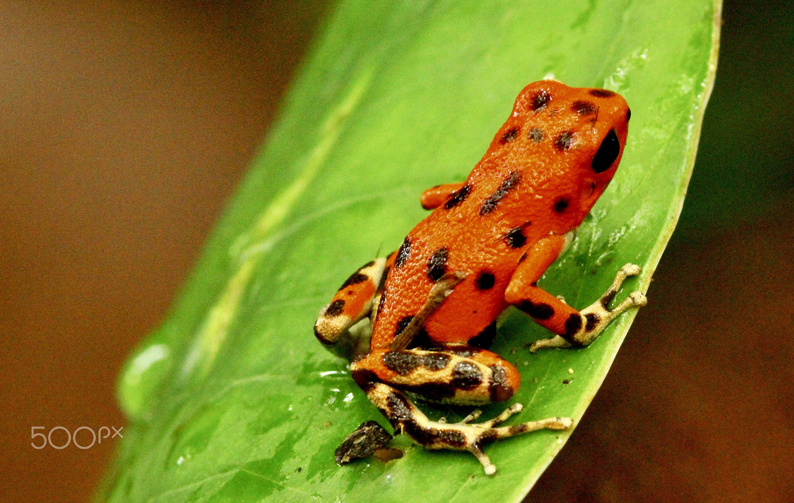Sigma 105mm F2.8 EX DG OS HSM sample photo. Red frog in panama,bastimentos isle photography