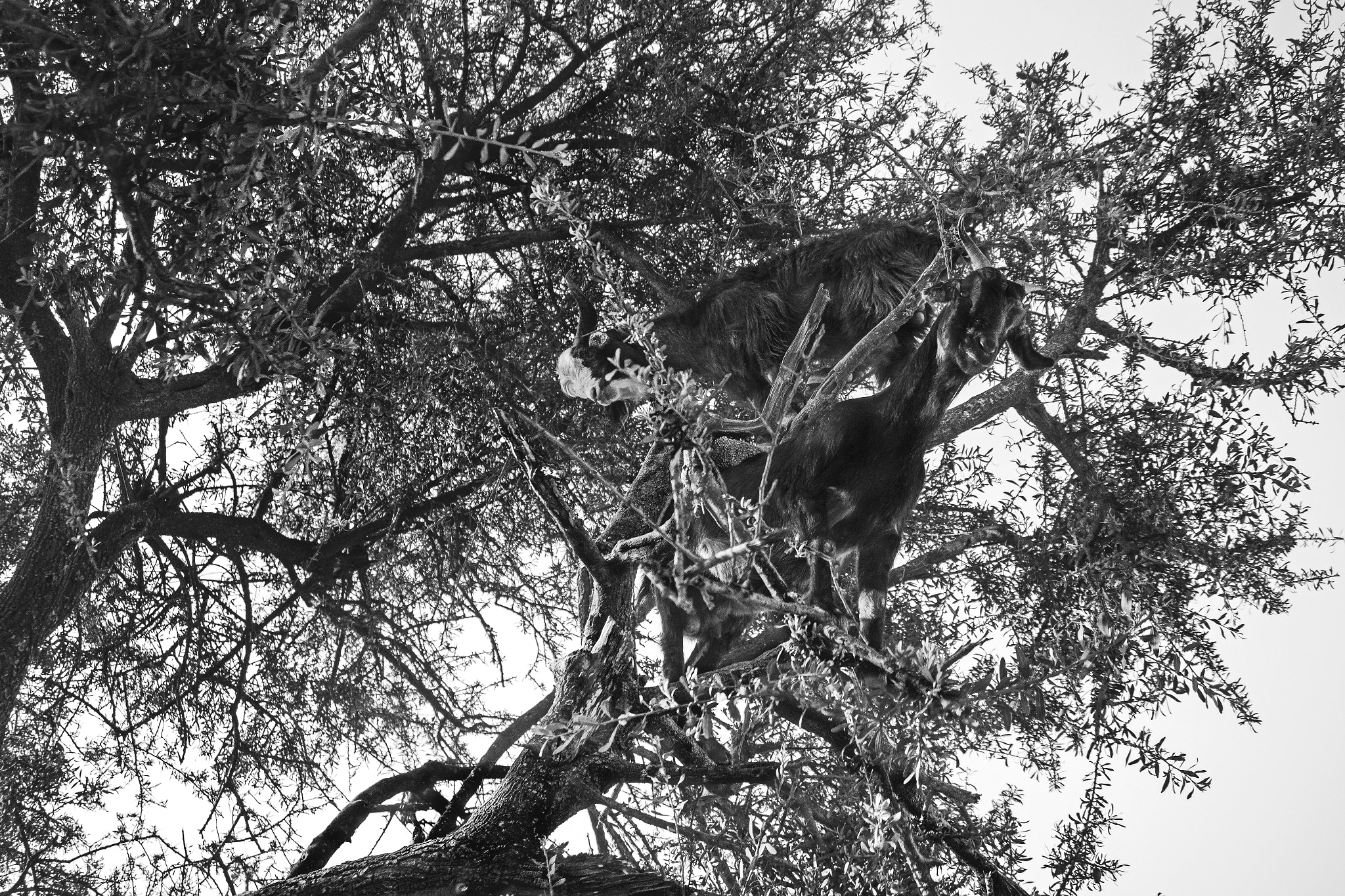 Sony Alpha NEX-7 sample photo. In morocco photography