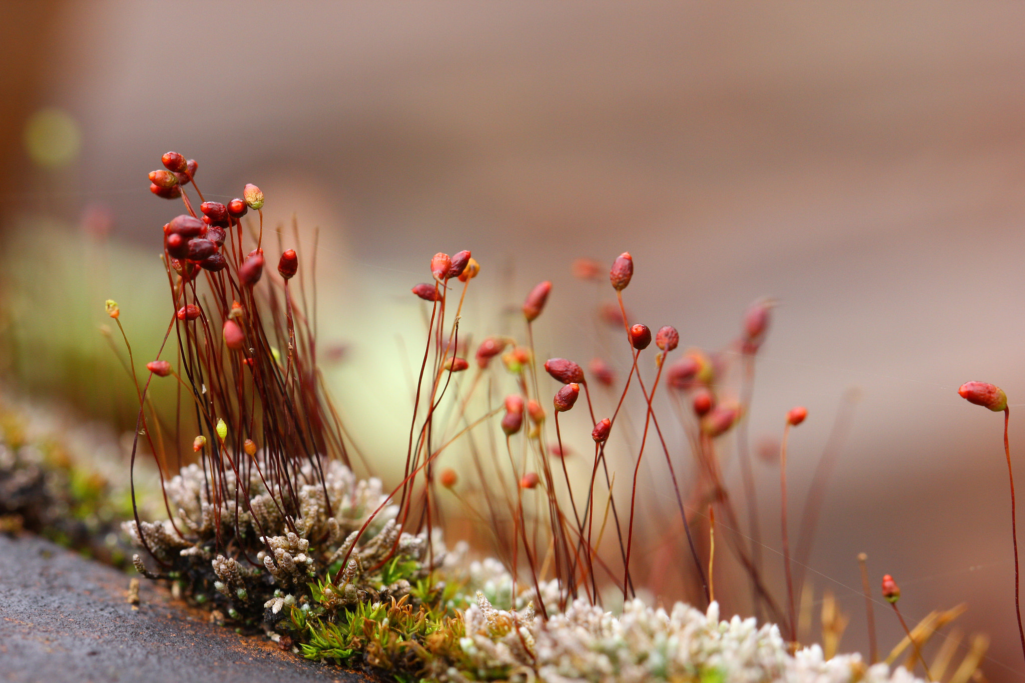 Canon EF 100mm F2.8L Macro IS USM sample photo. Mini paradise photography