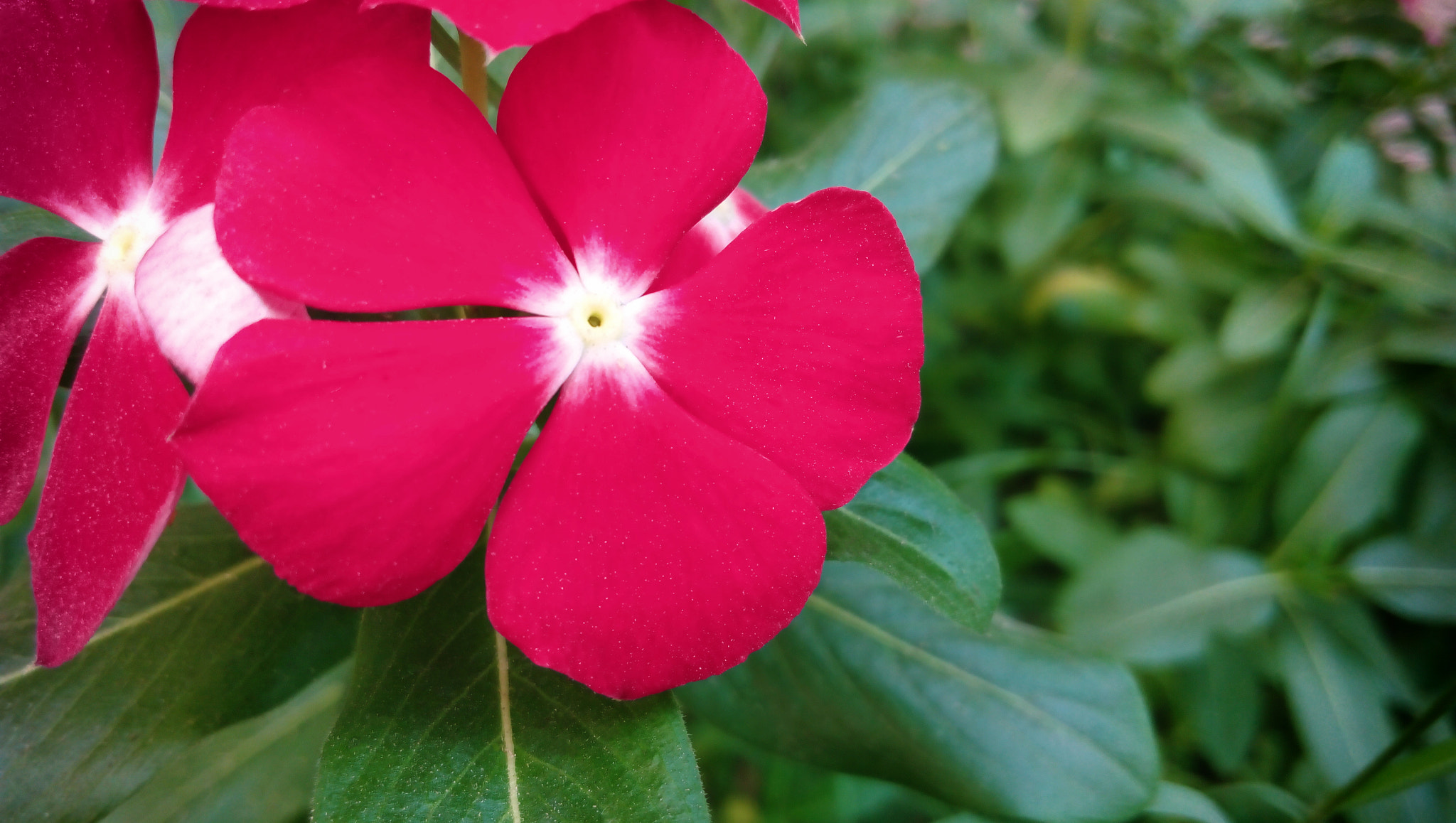Lenovo P70-A sample photo. Flower photography
