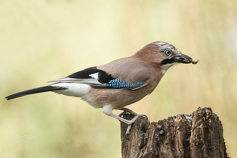 Sony ILCA-77M2 + Tamron SP 150-600mm F5-6.3 Di VC USD sample photo. Jay with wasp photography