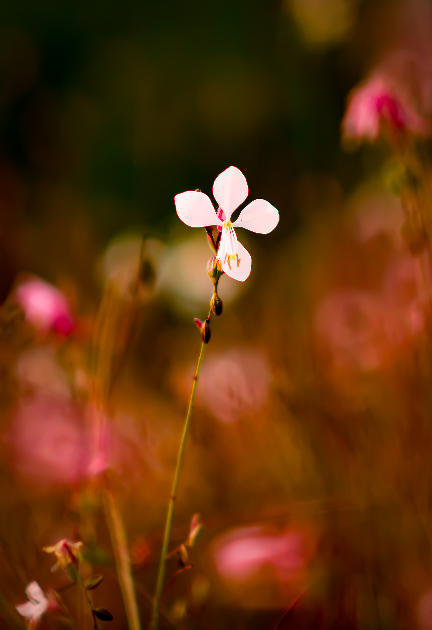 Nikon D800 + AF DC-Nikkor 135mm f/2D sample photo. The jesus flower photography
