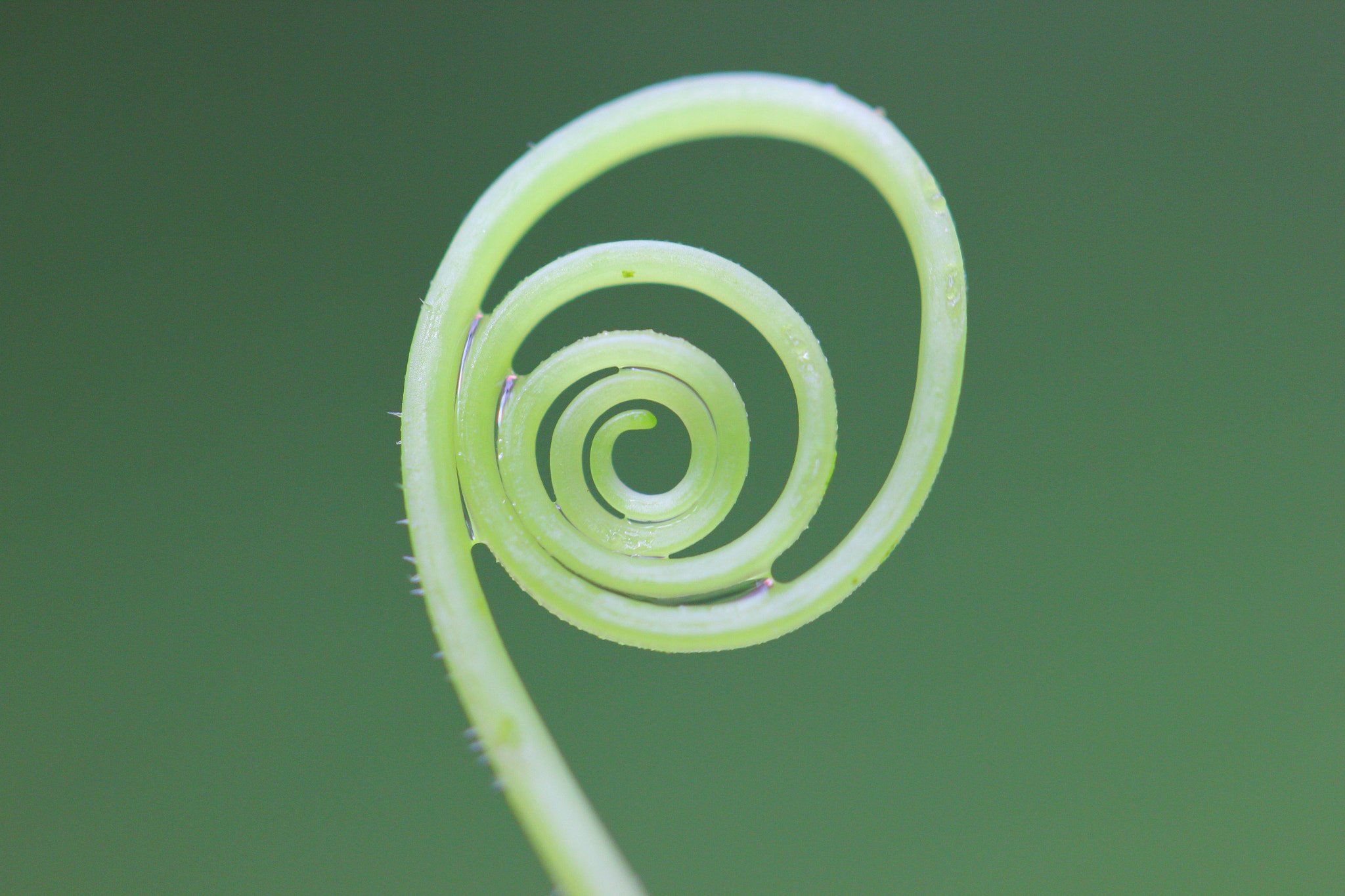 Canon EF 100mm F2.8L Macro IS USM sample photo. The green maze photography