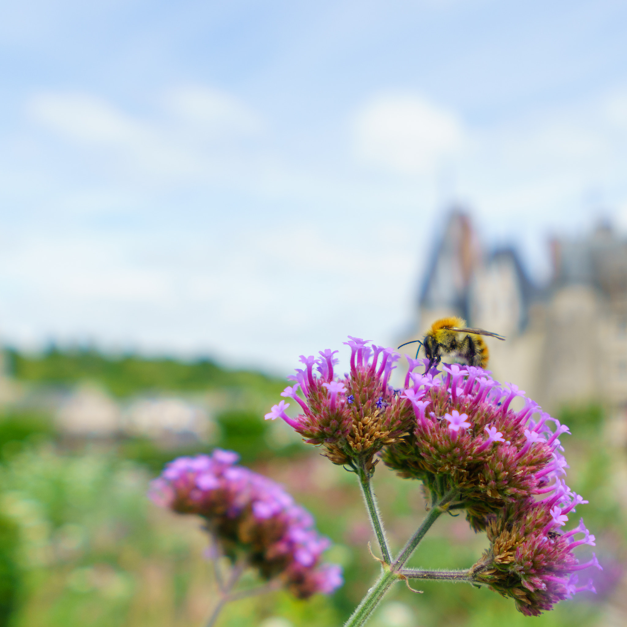 Sony FE 28mm F2 sample photo. Cueillette au château photography