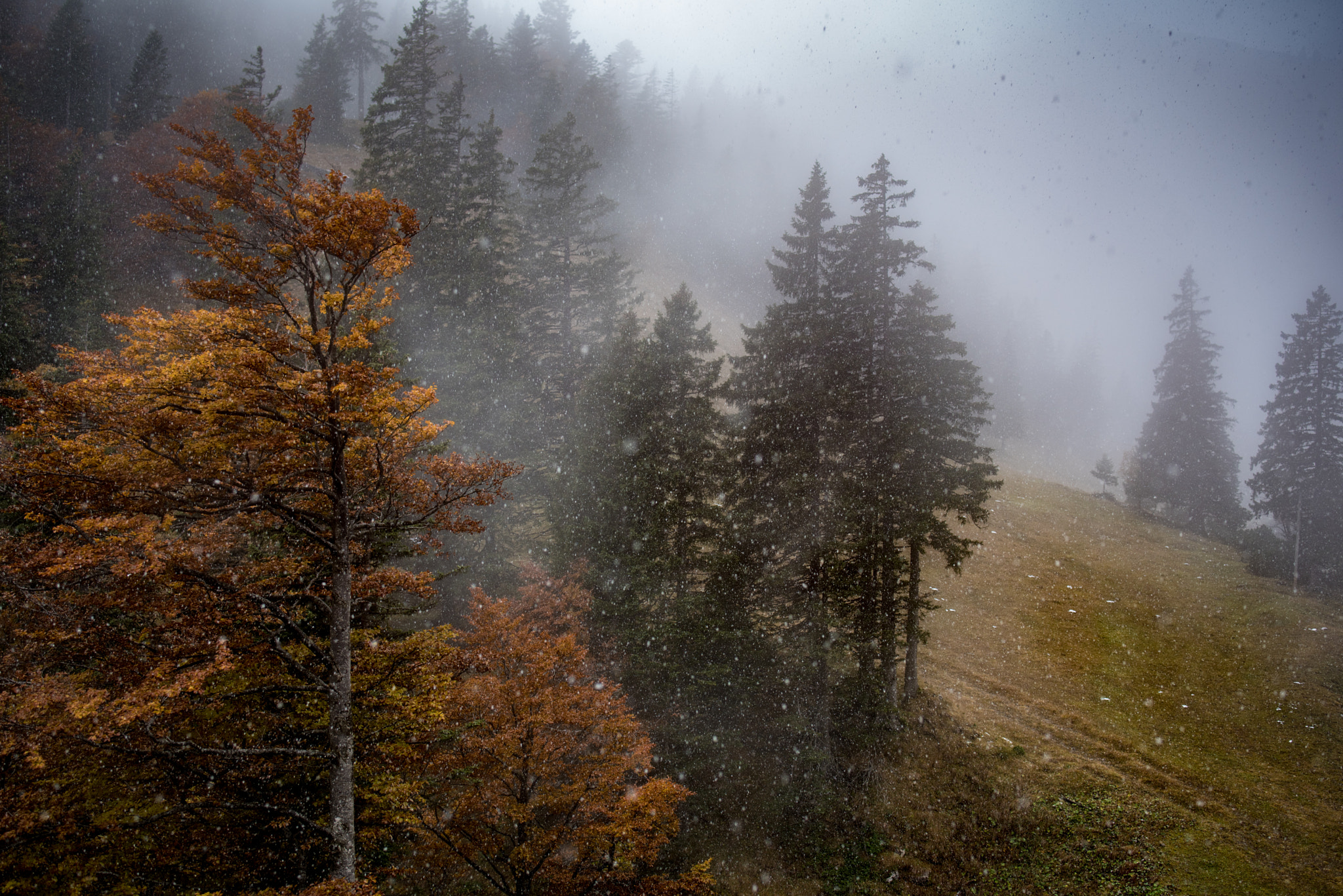 Nikon D750 + Tamron SP 35mm F1.8 Di VC USD sample photo. Let it snow photography