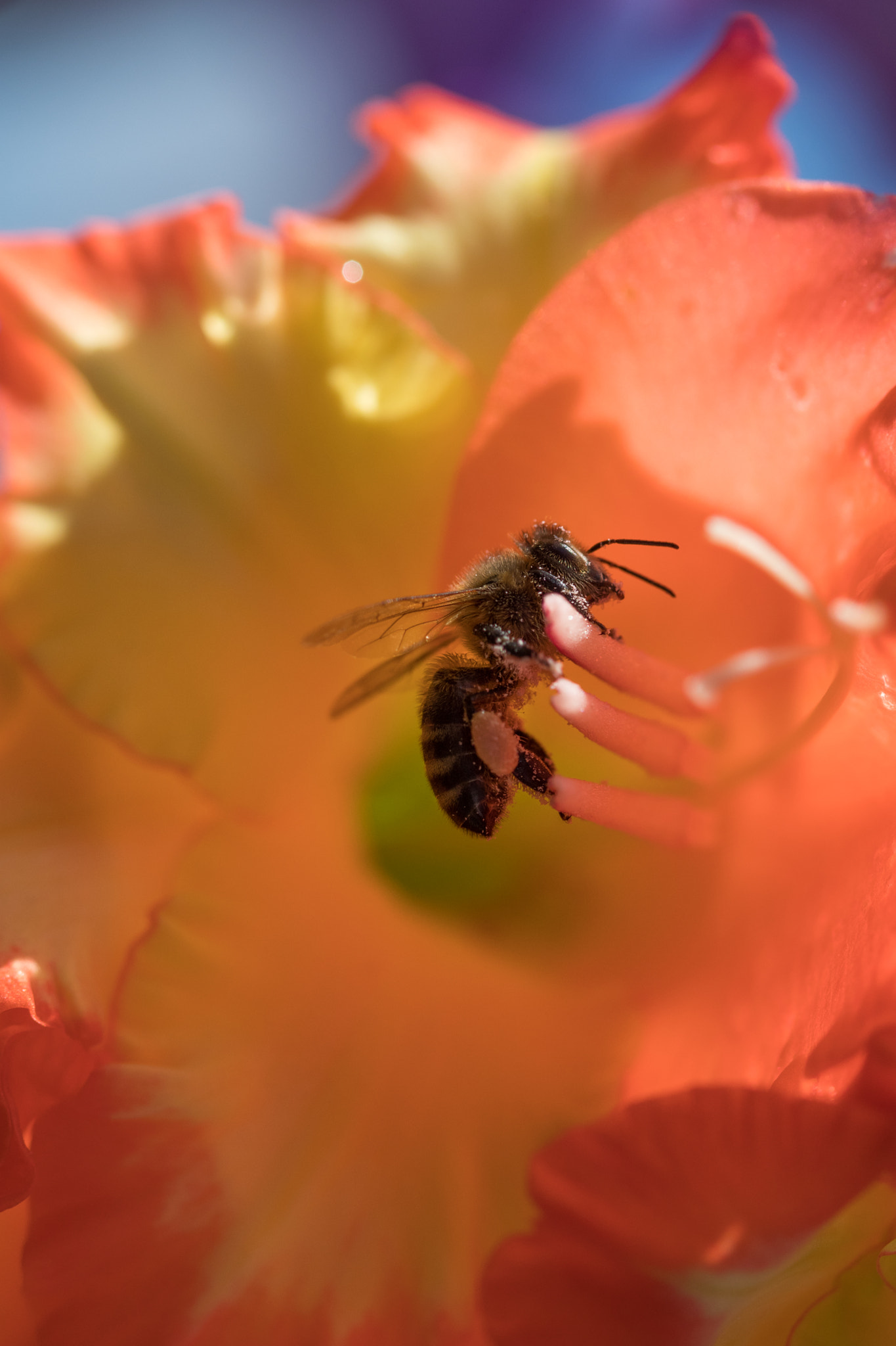 Canon EF 100mm F2.8 Macro USM sample photo. Cliff hanger photography