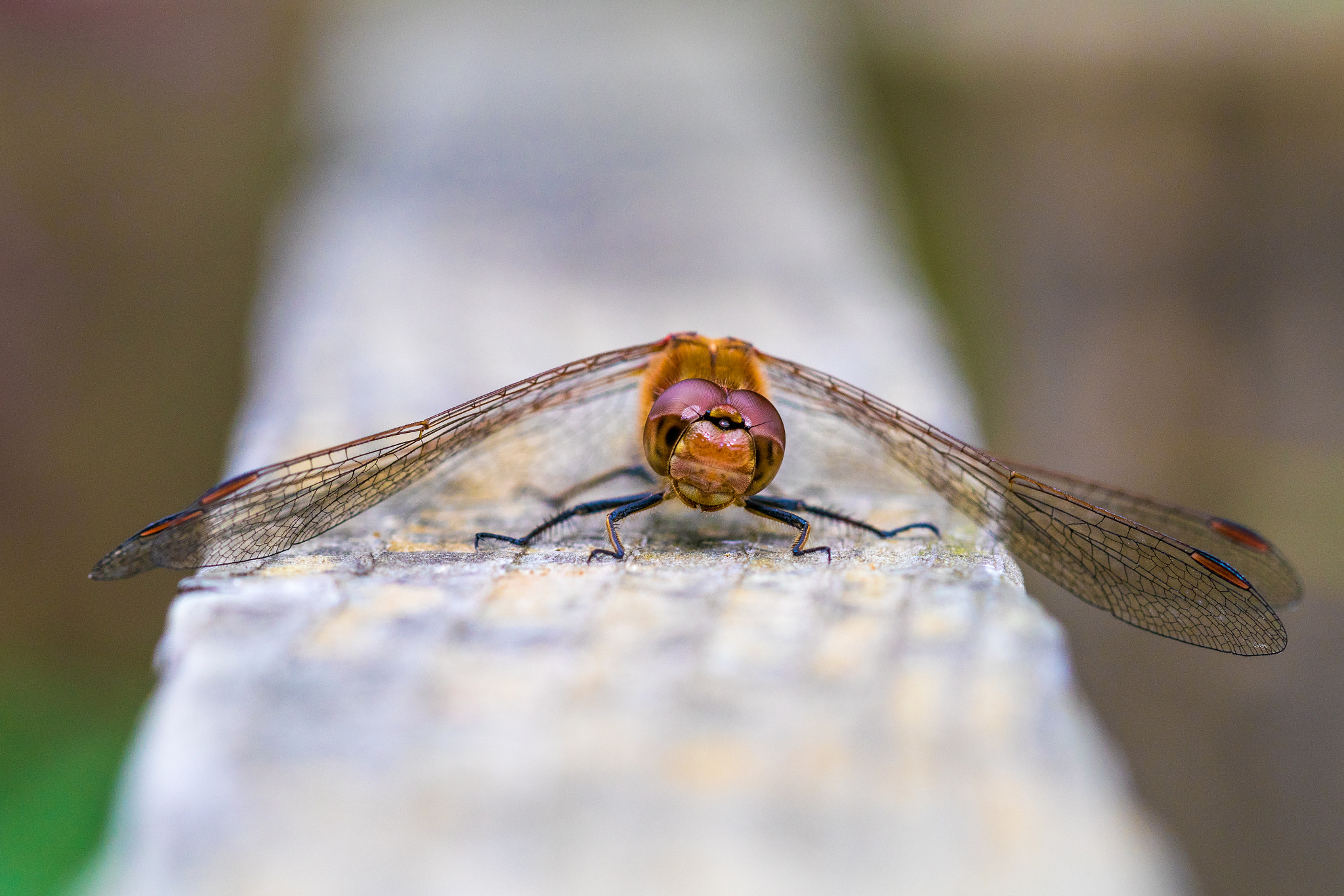 Canon EF 100mm F2.8 Macro USM sample photo. Smile photography