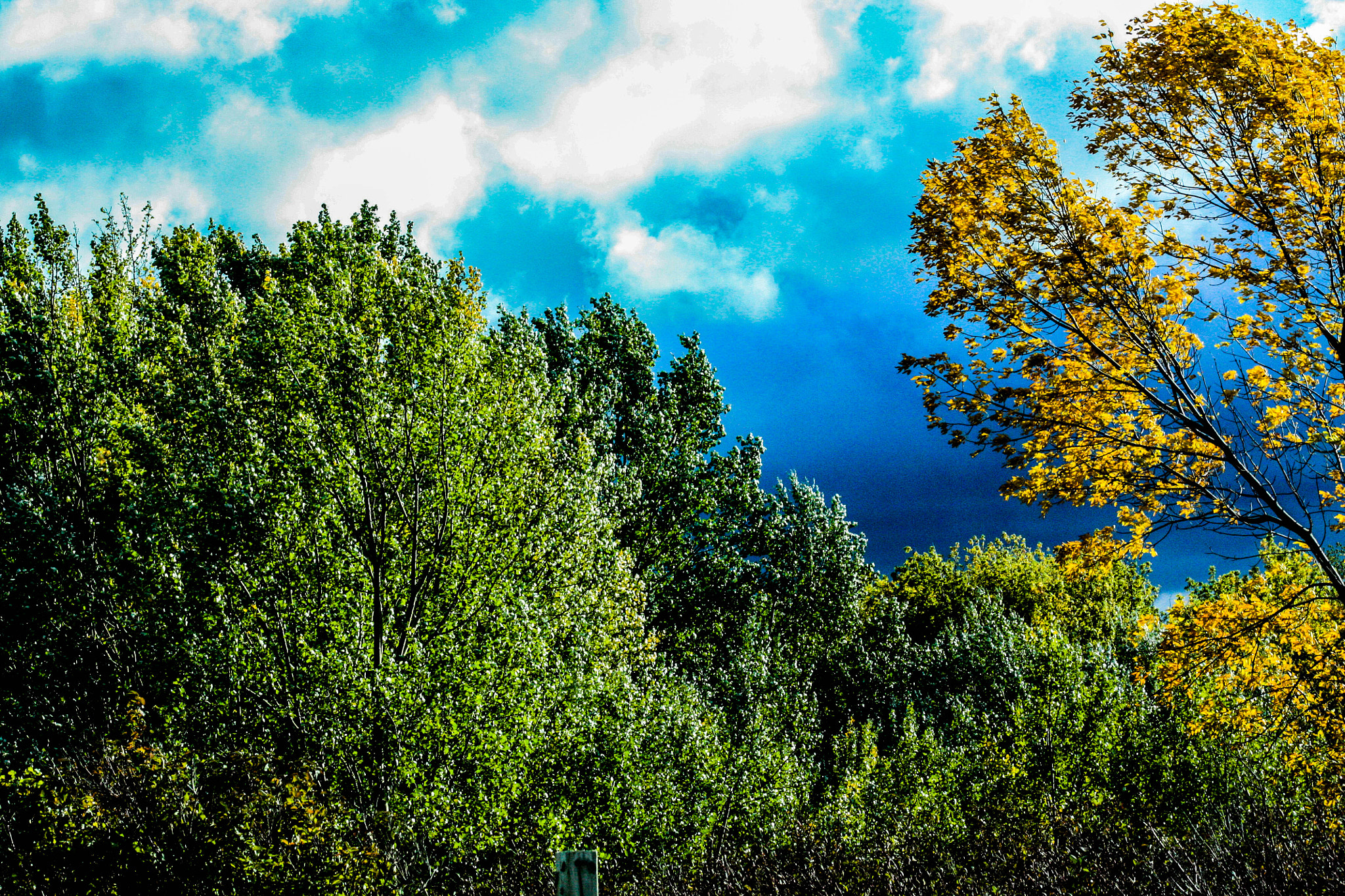 Canon EF 75-300mm f/4-5.6 USM sample photo. Trees and sky photography