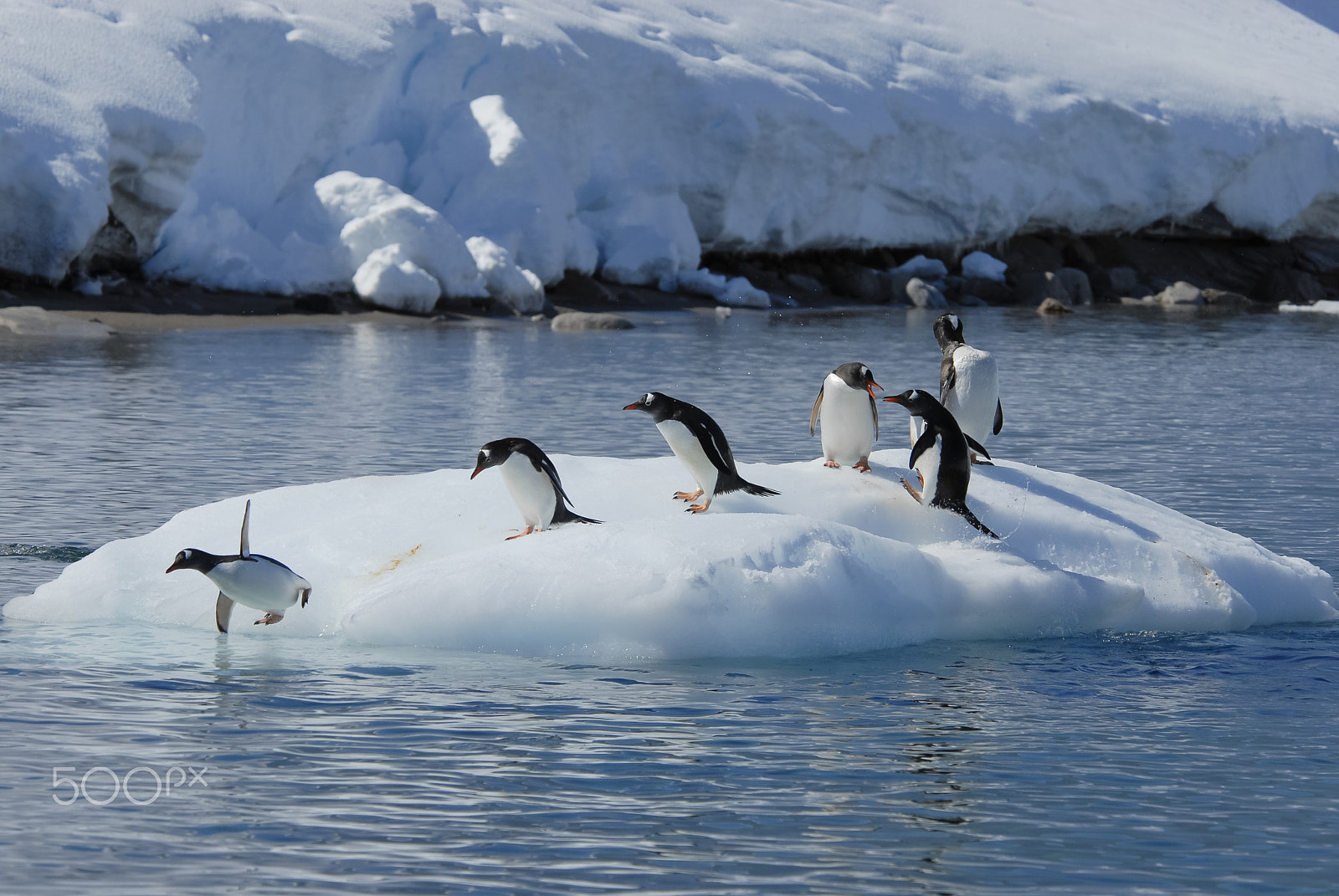 Nikon D200 sample photo. Gentoo penguin  jump from the ice photography