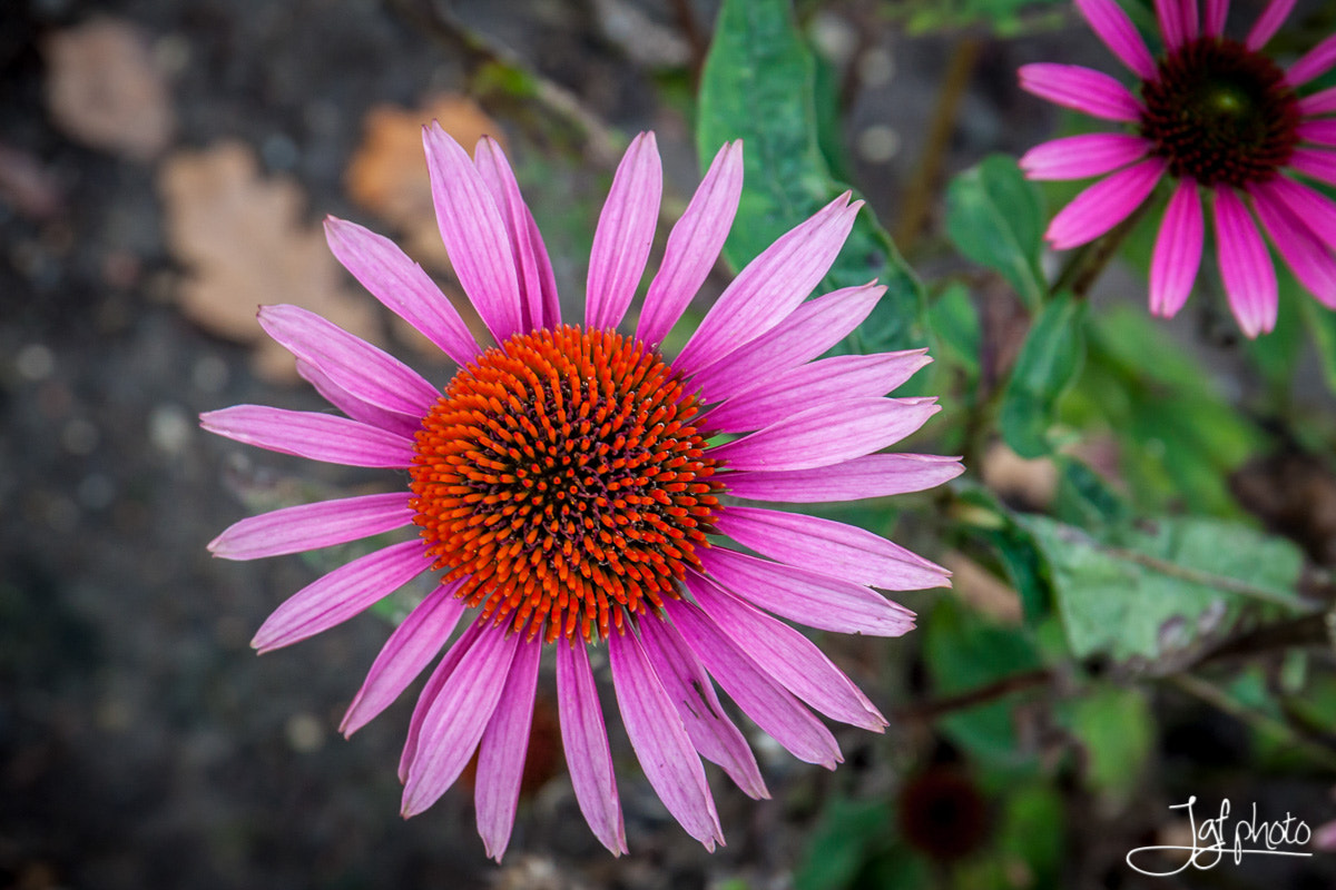 Canon EF 24-70mm F4L IS USM sample photo. Purple sun photography