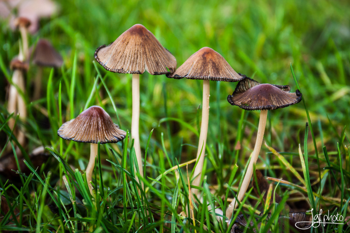 Canon EF 24-70mm F4L IS USM sample photo. Family photography