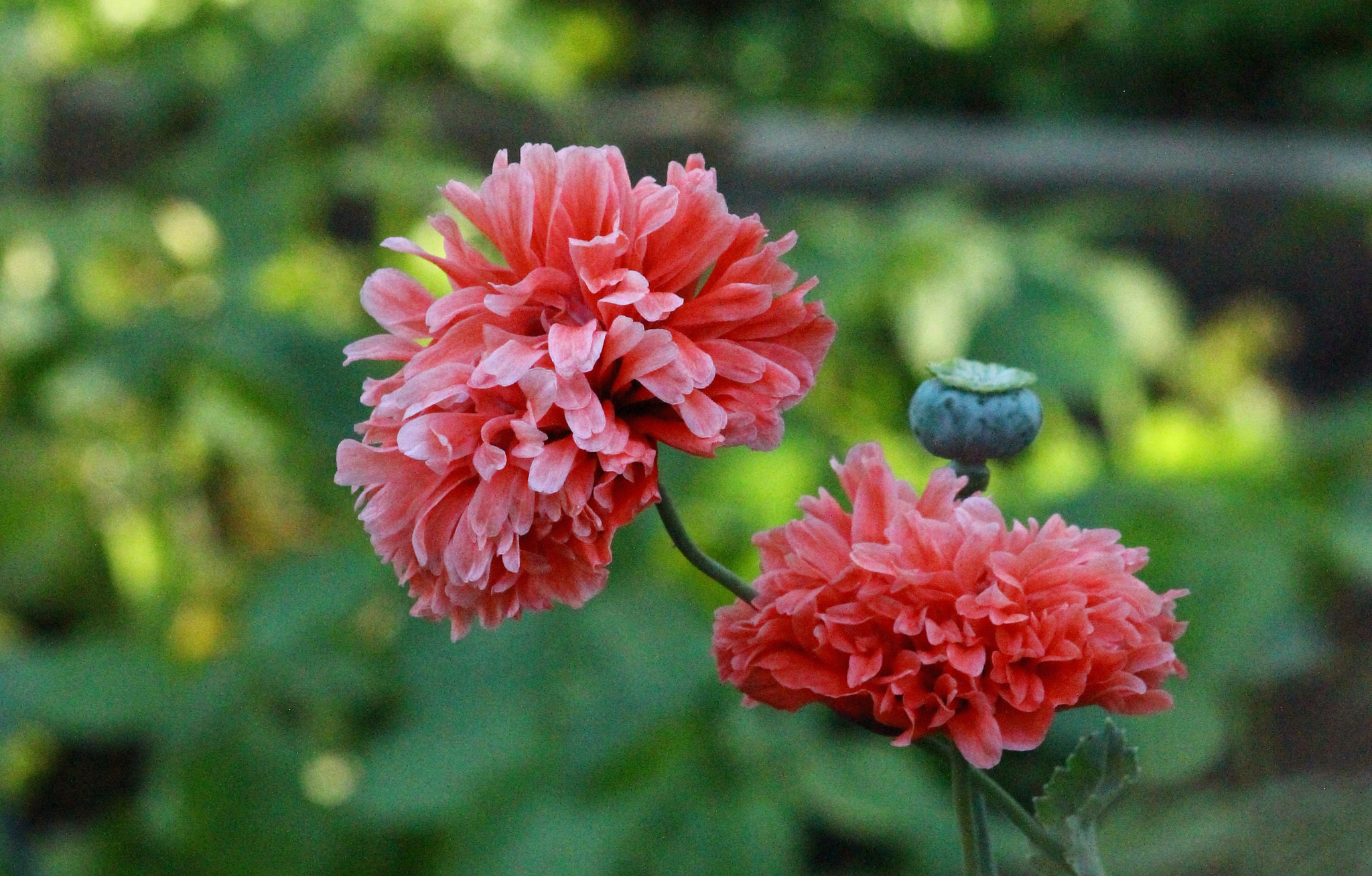 Sigma 70-300mm F4-5.6 APO DG Macro sample photo. Fluffy poppies photography