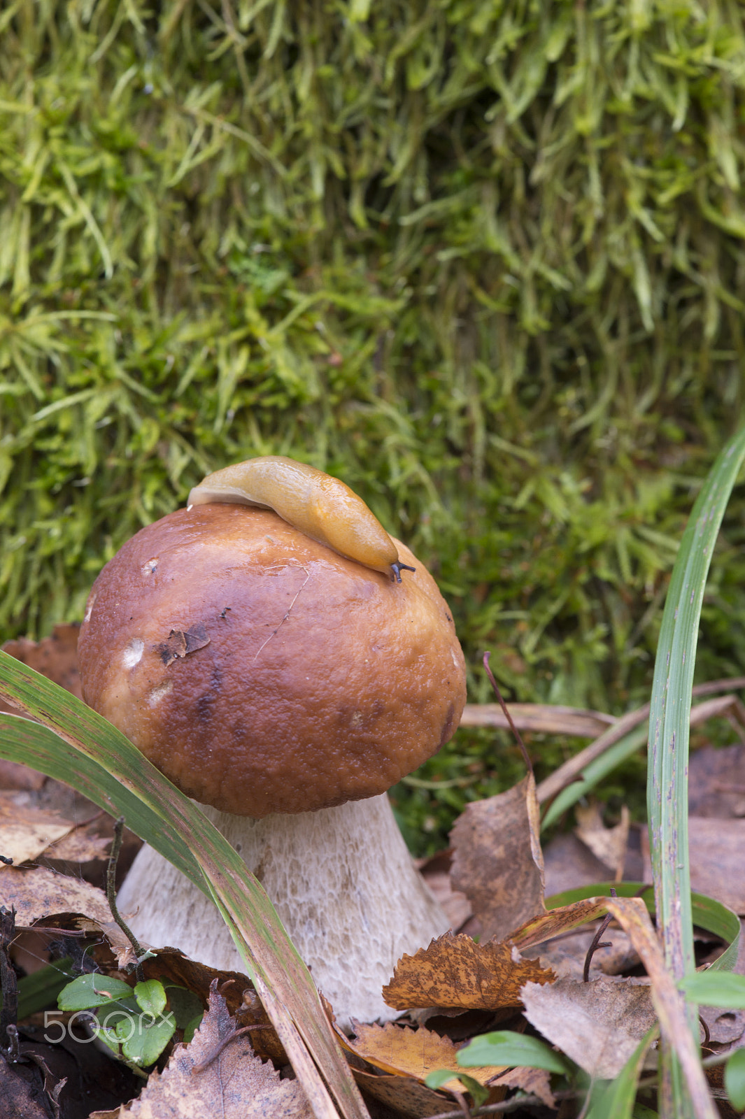 Nikon D4S sample photo. Mushroom photography